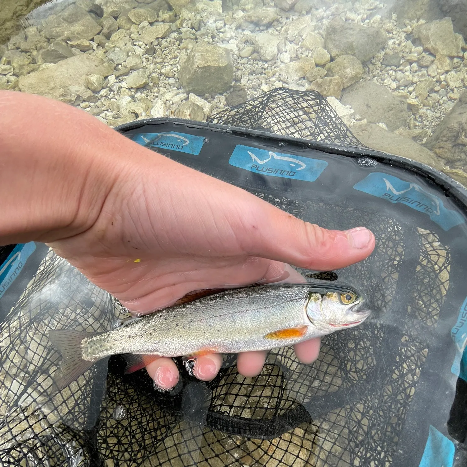 Colorado river cutthroat trout caught on Fishbrain