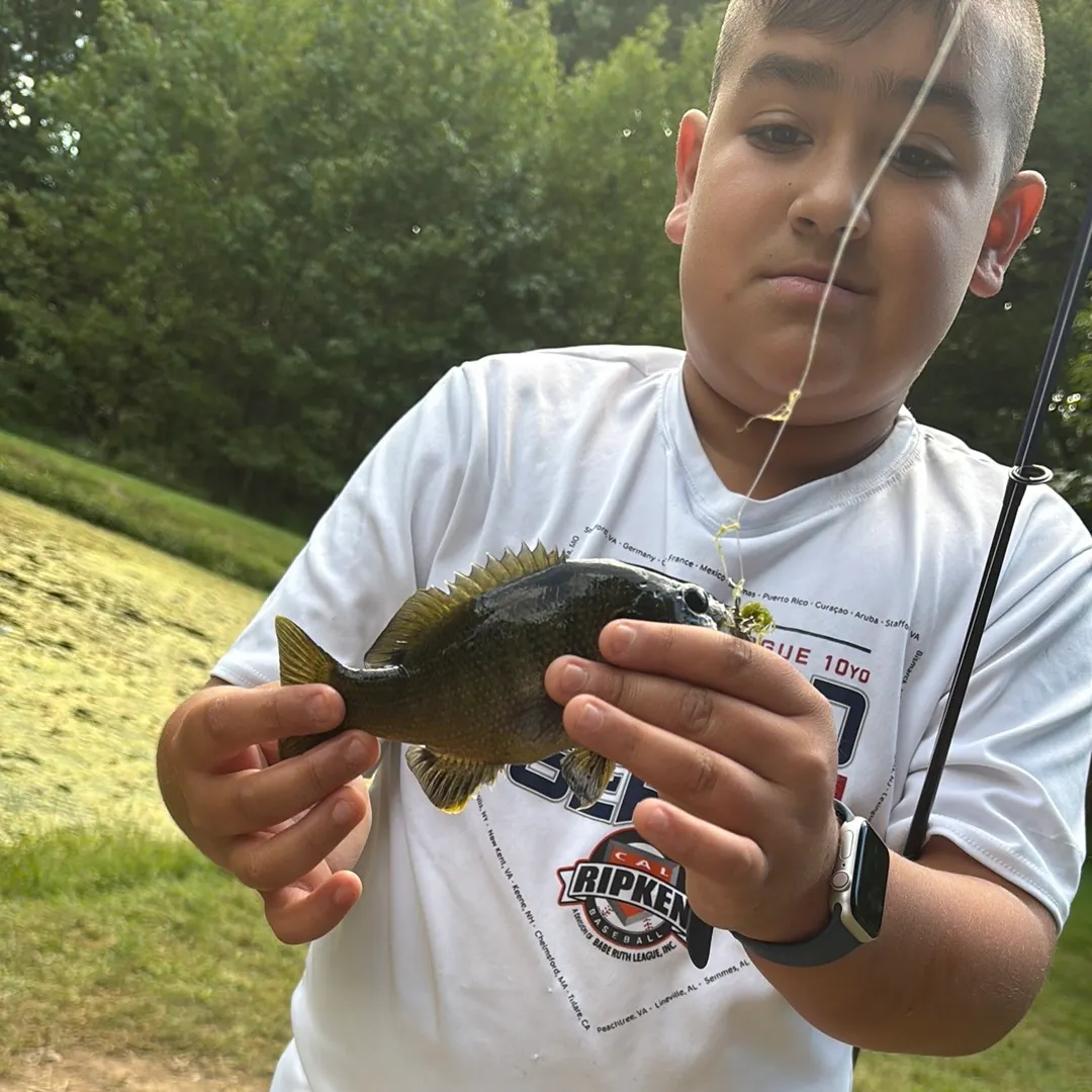 Green sunfish caught on Fishbrain