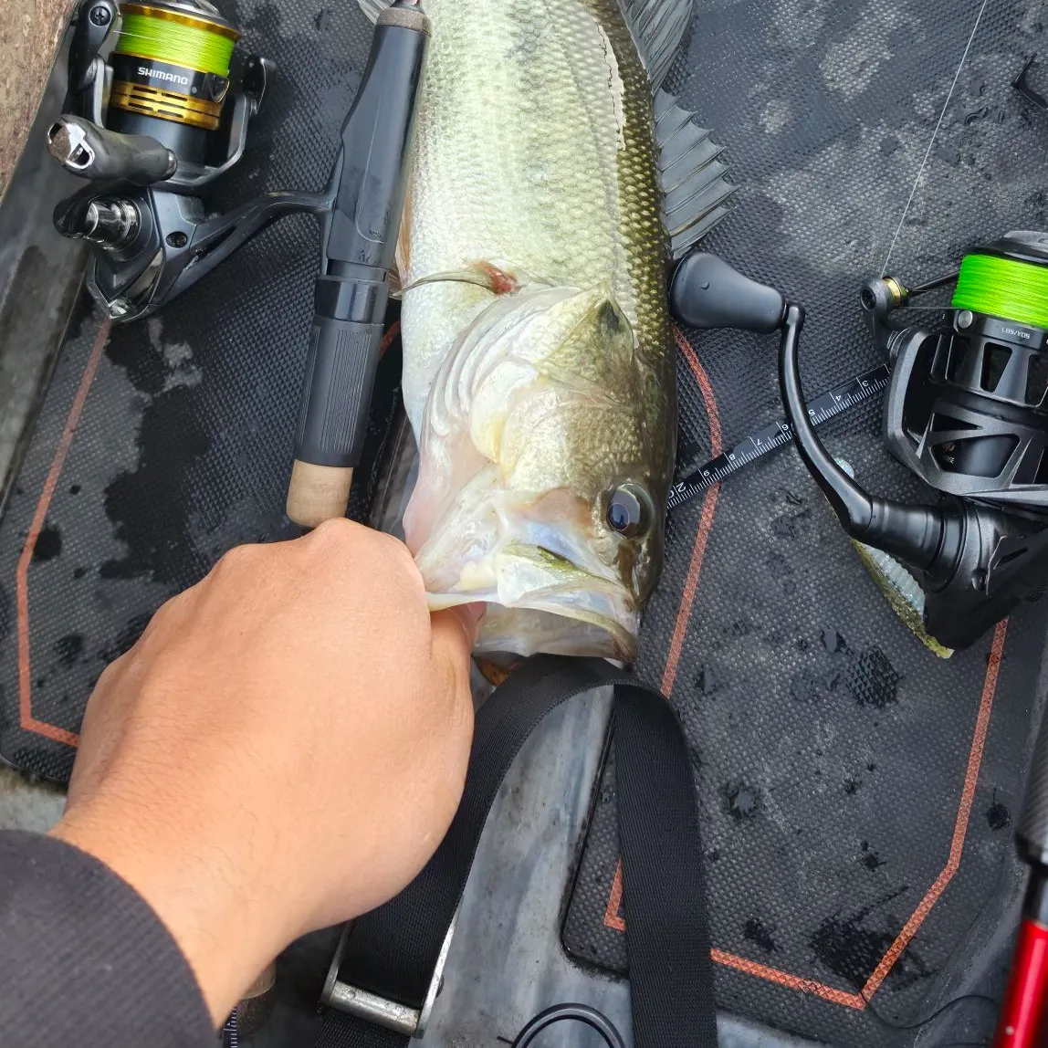 Largemouth bass caught on Fishbrain