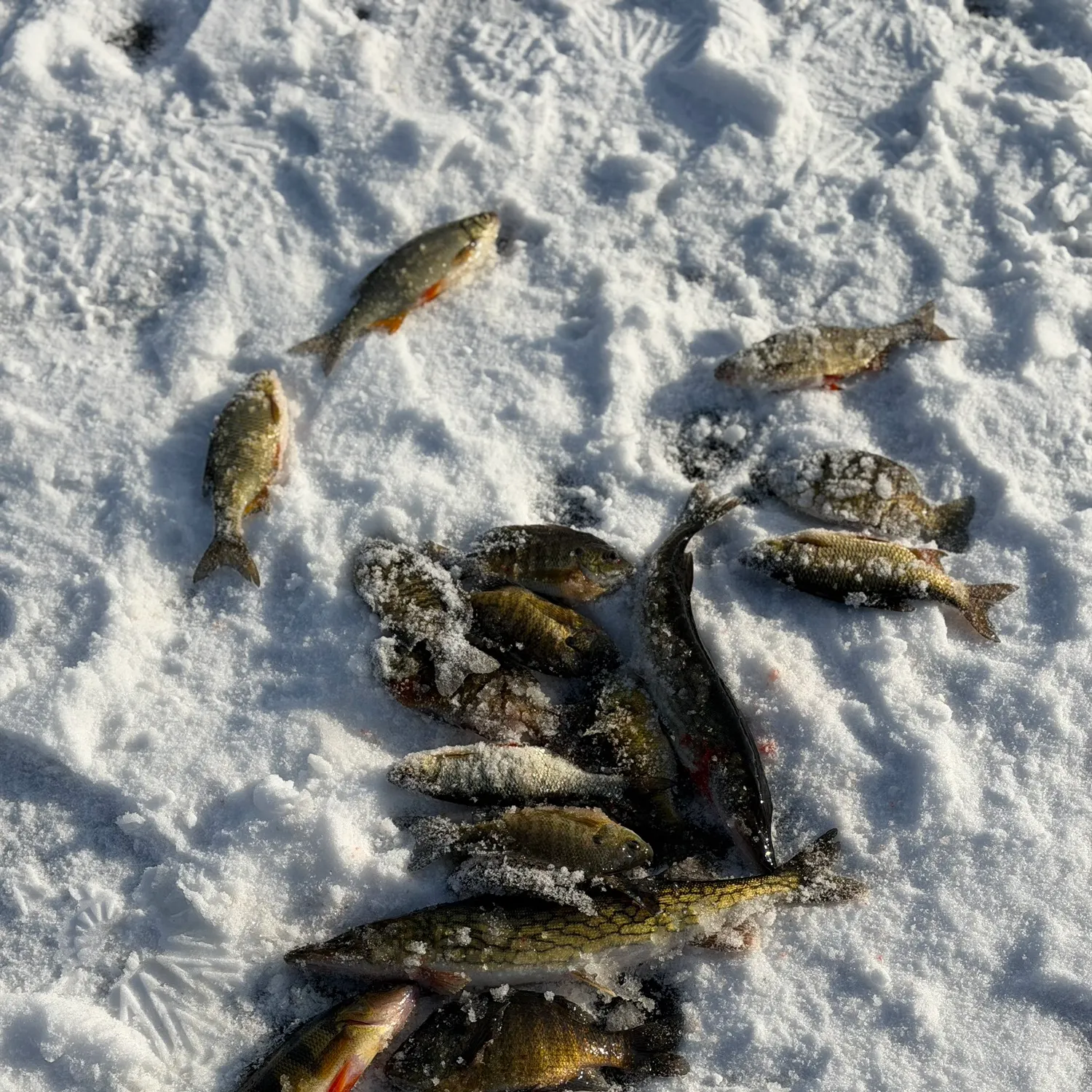 The most recent Chain pickerel catches on Fishbrain