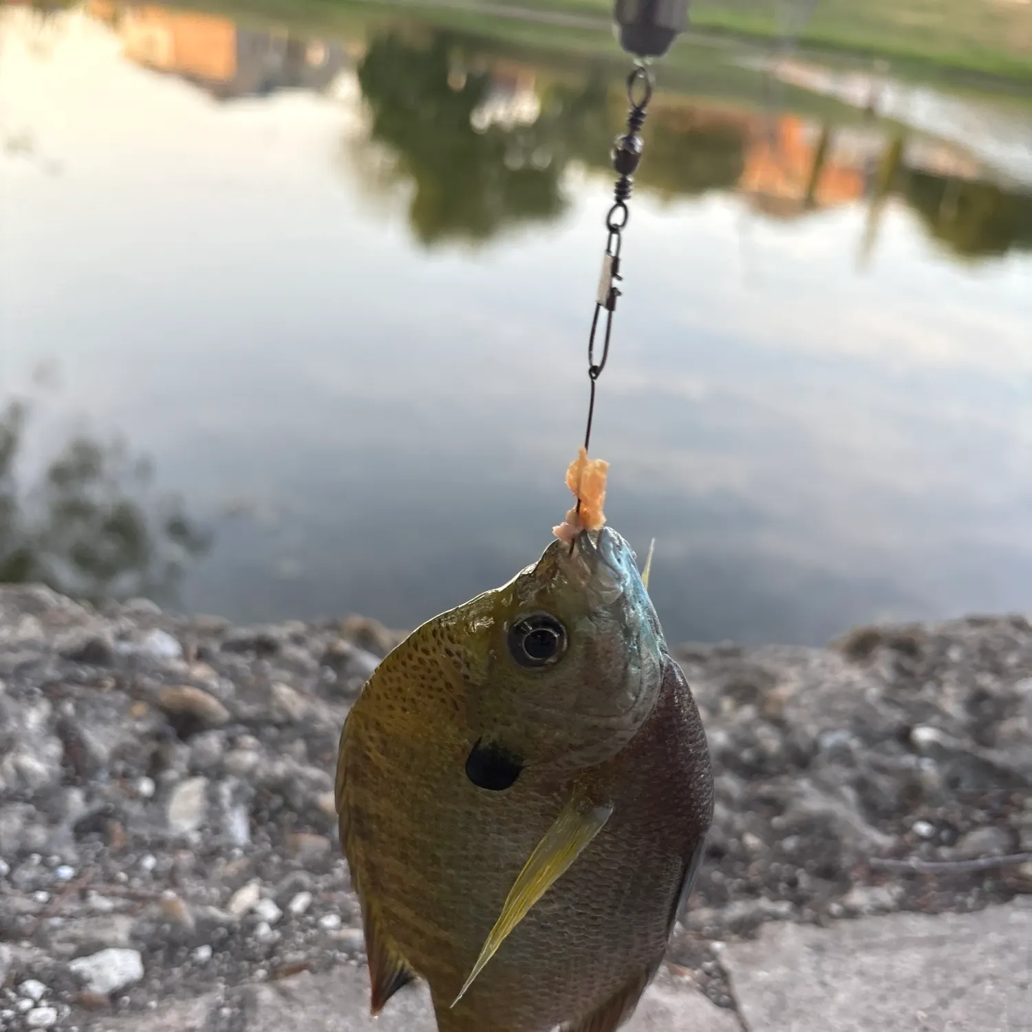 Bluegill caught on Fishbrain