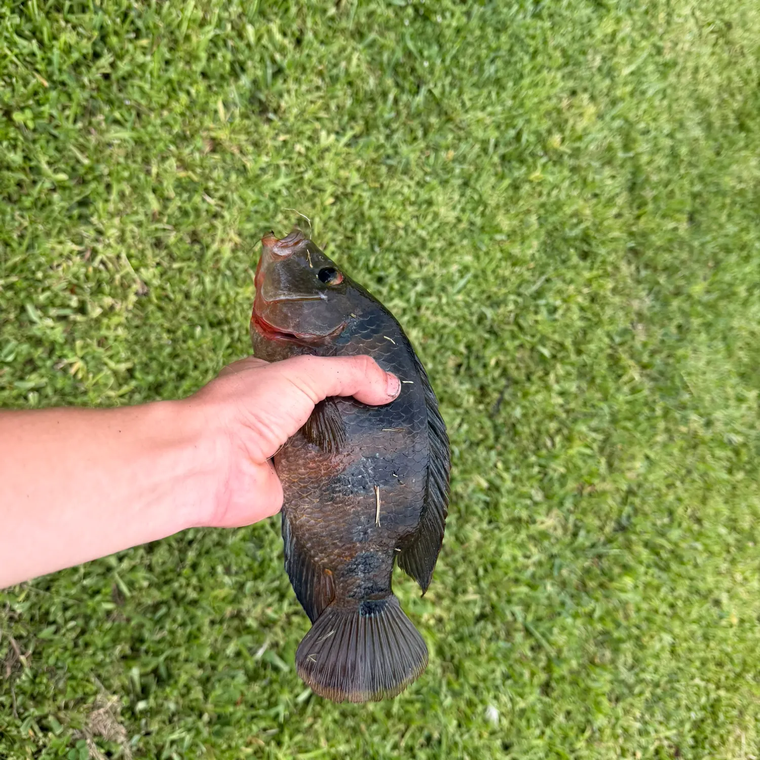 Mayan cichlid caught on Fishbrain