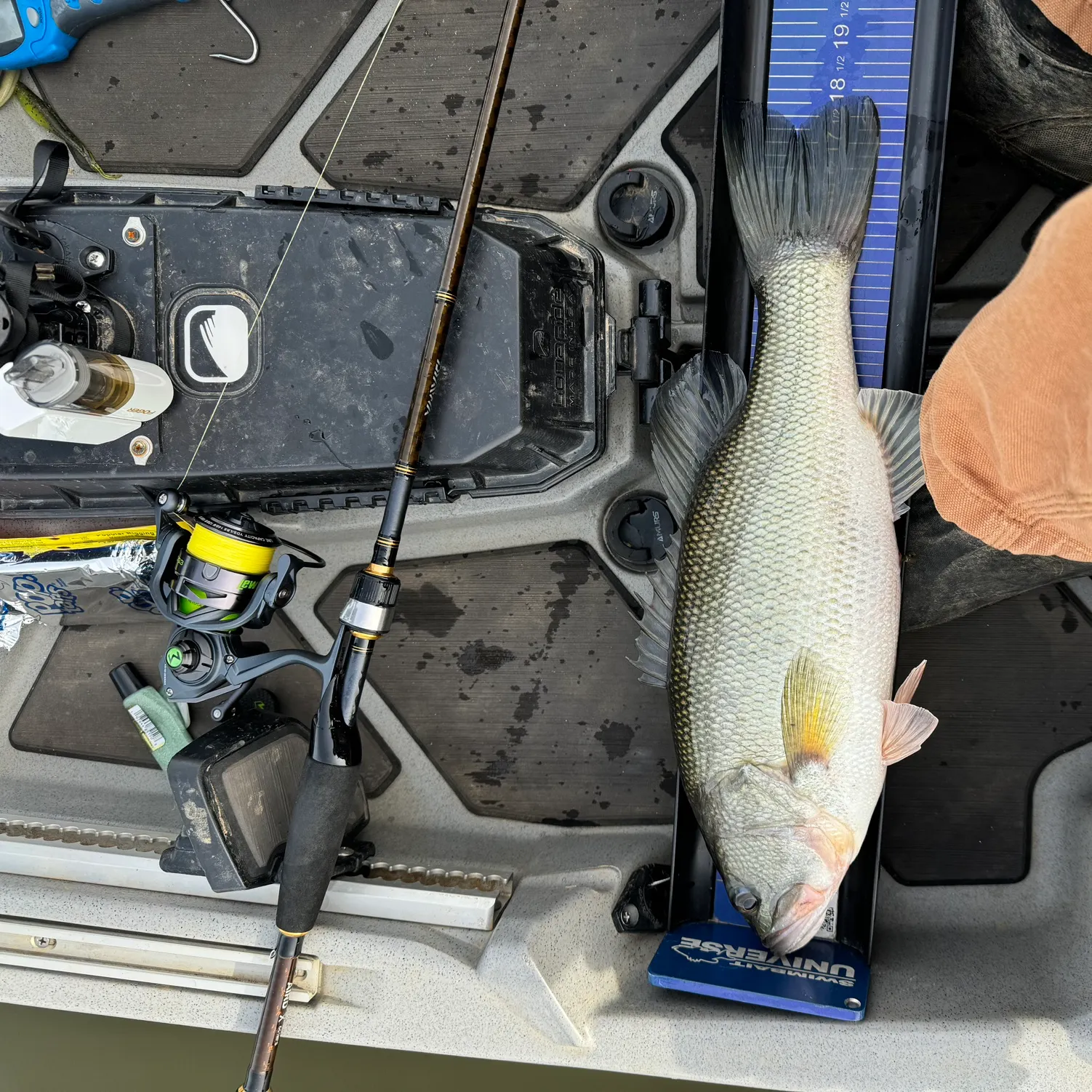 recently logged catches