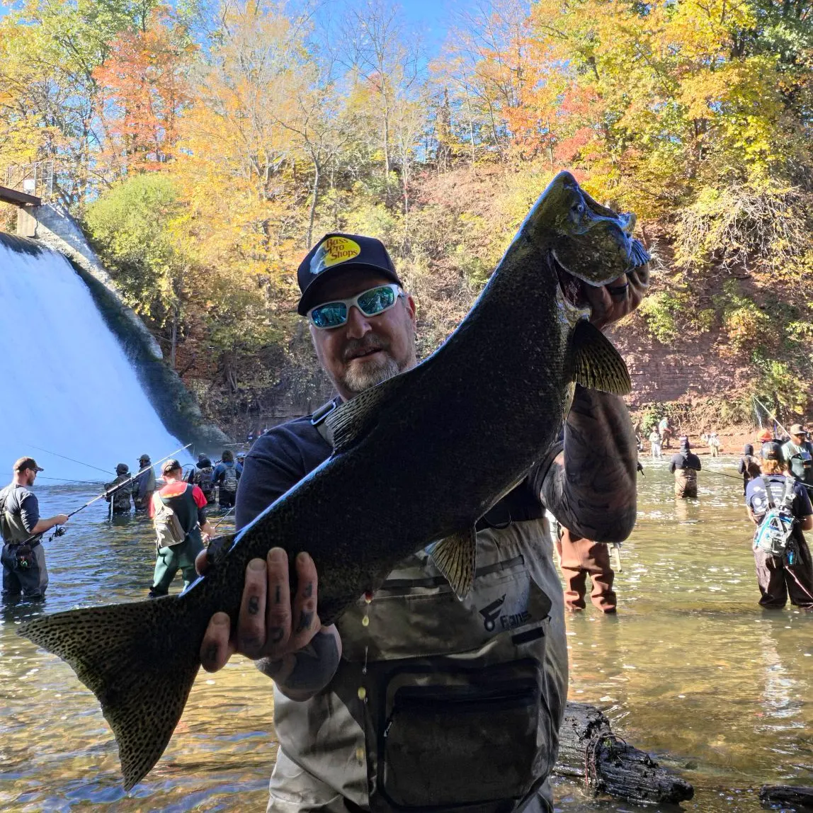 Chinook salmon caught on Fishbrain