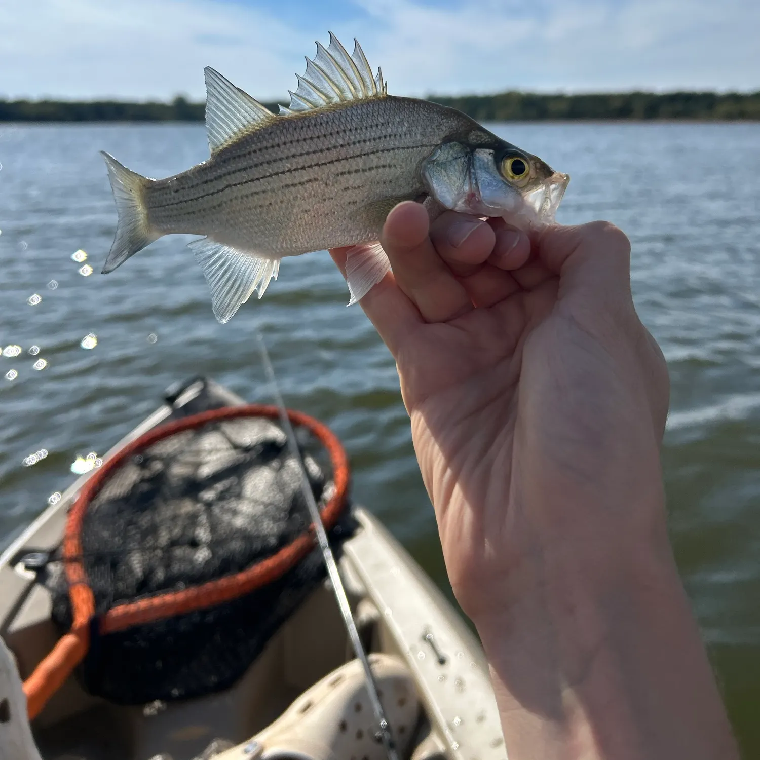 White bass caught on Fishbrain