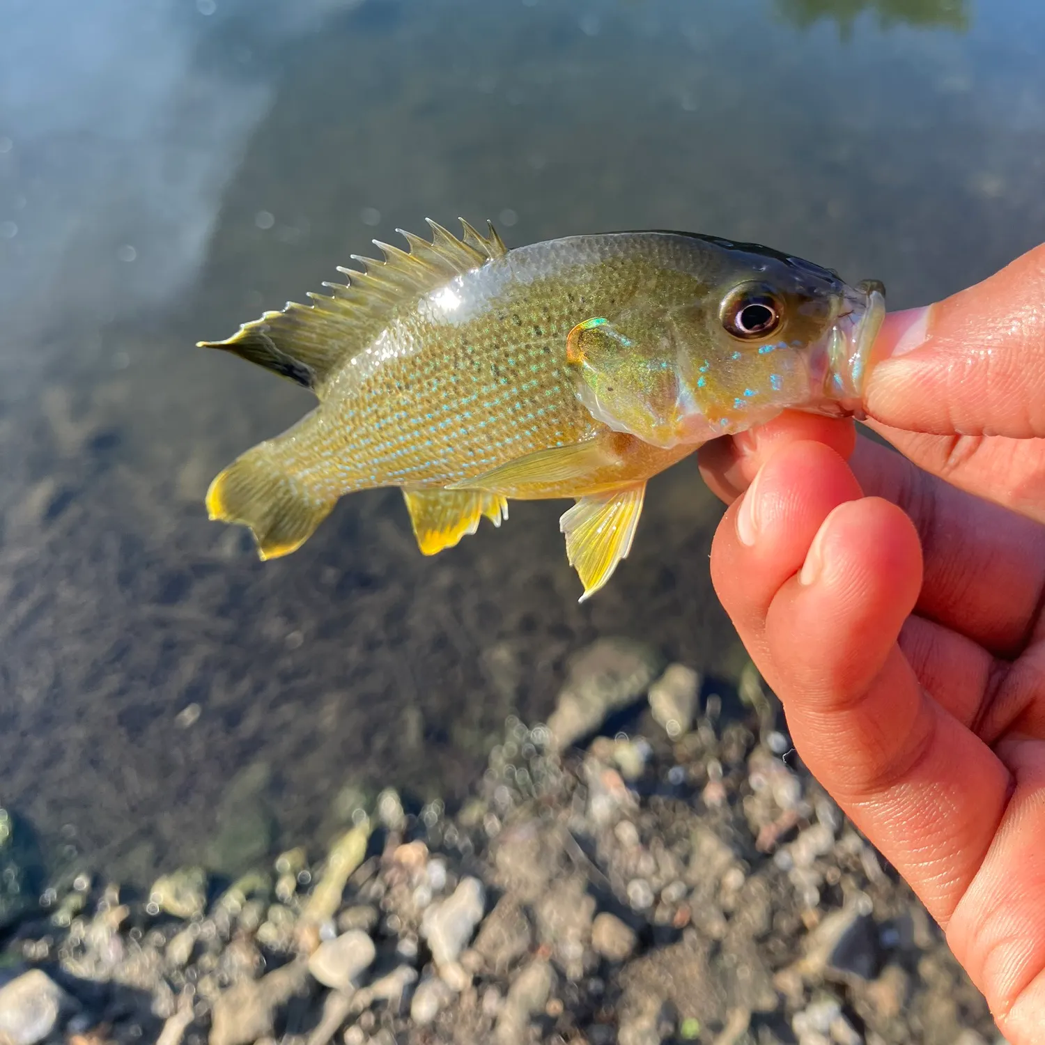 Green sunfish caught on Fishbrain