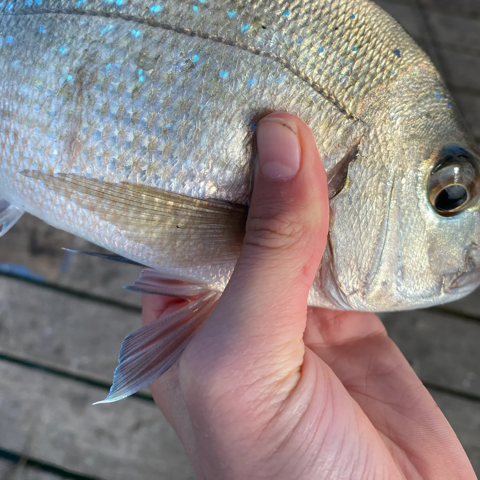 catch