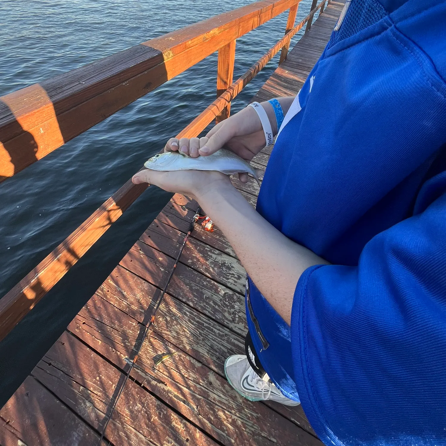 Bluefish caught on Fishbrain