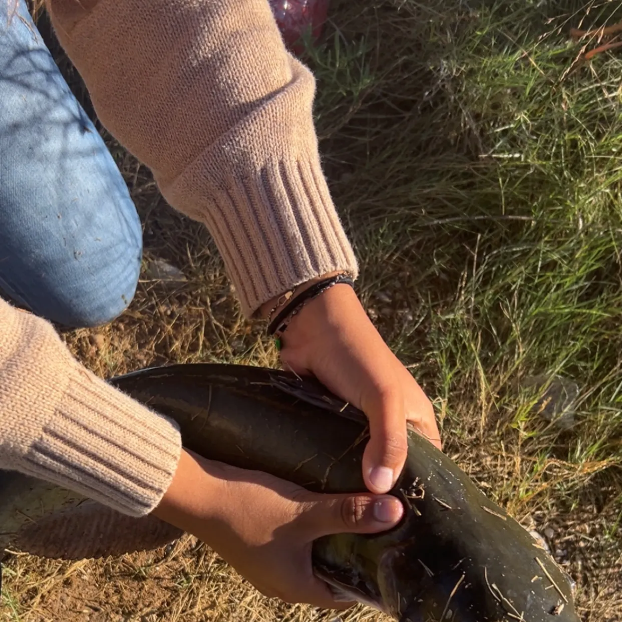 Fish caught on Fishbrain
