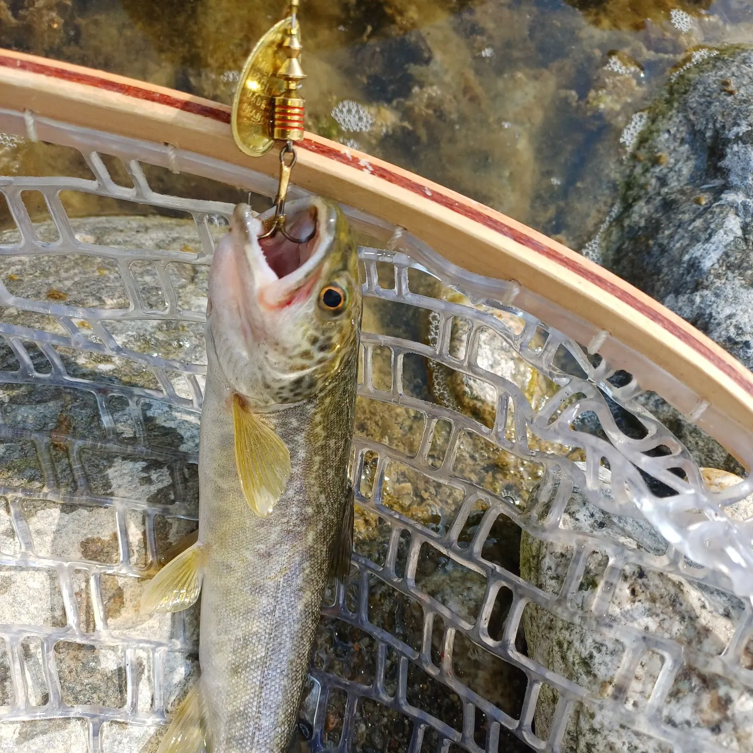 The most recent Marble trout catches on Fishbrain