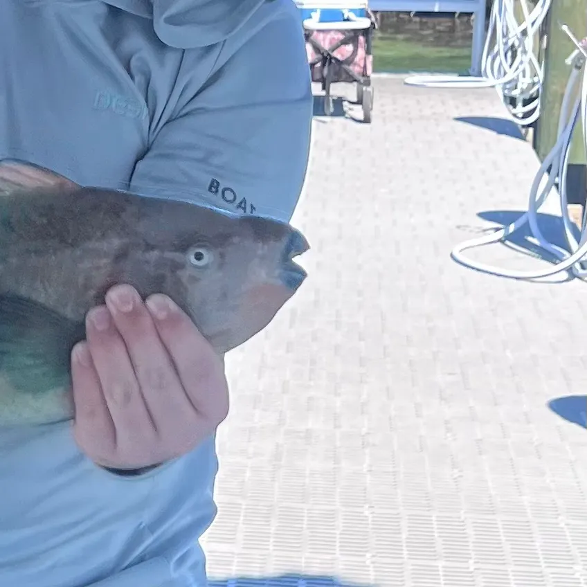 The most recent Common parrotfish catches on Fishbrain