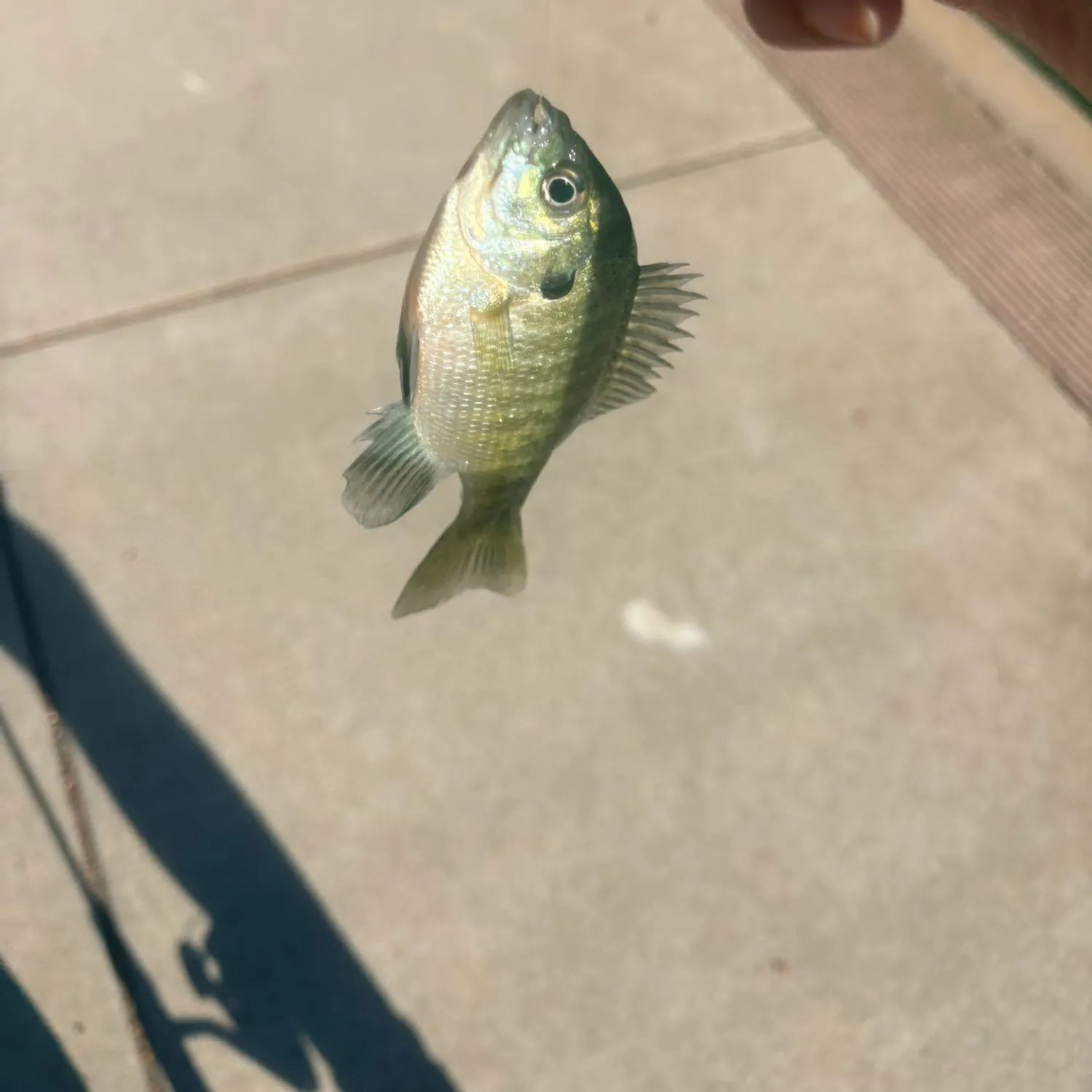 Bluegill caught on Fishbrain
