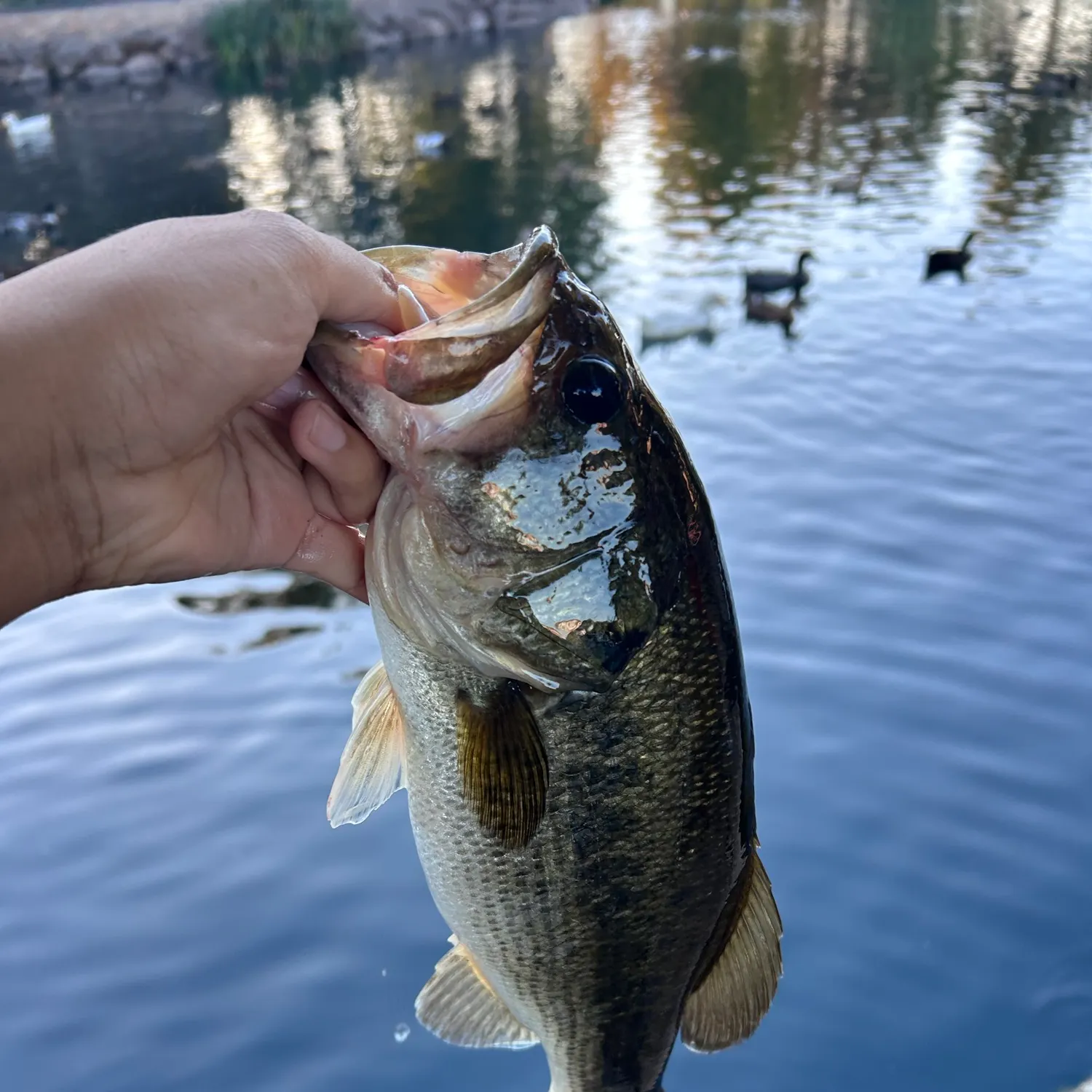 Largemouth bass caught on Fishbrain