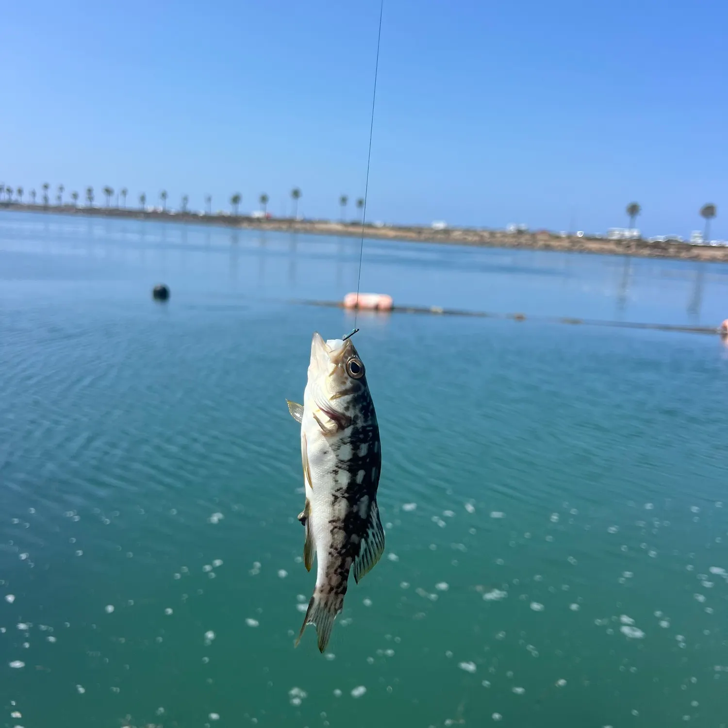 The most recent Kelp bass catches on Fishbrain