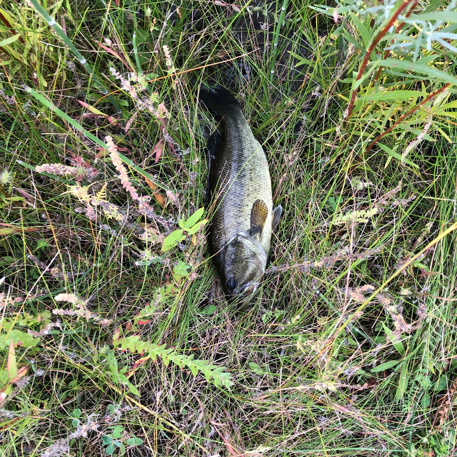 angler catch