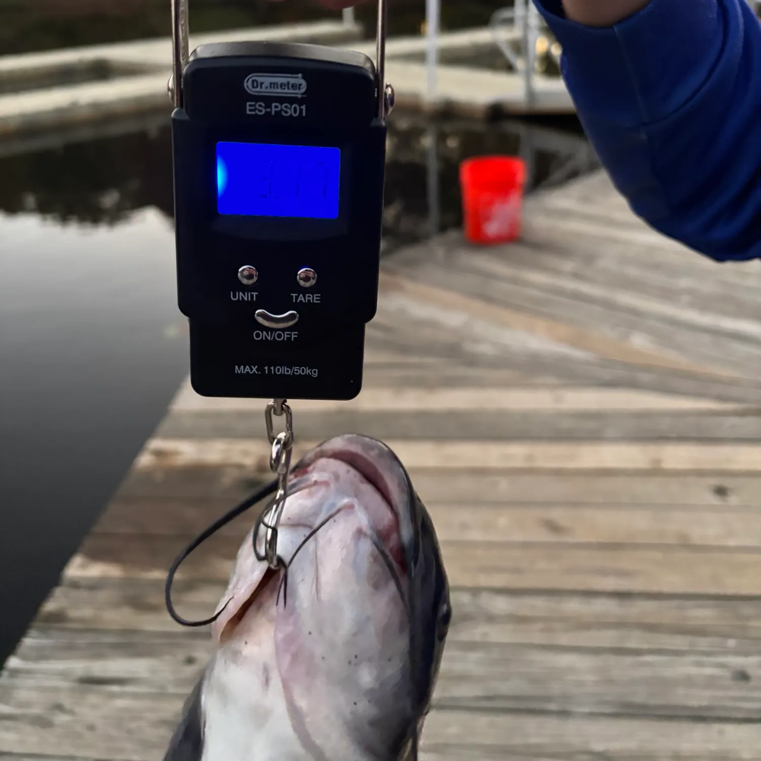 Channel catfish caught on Fishbrain