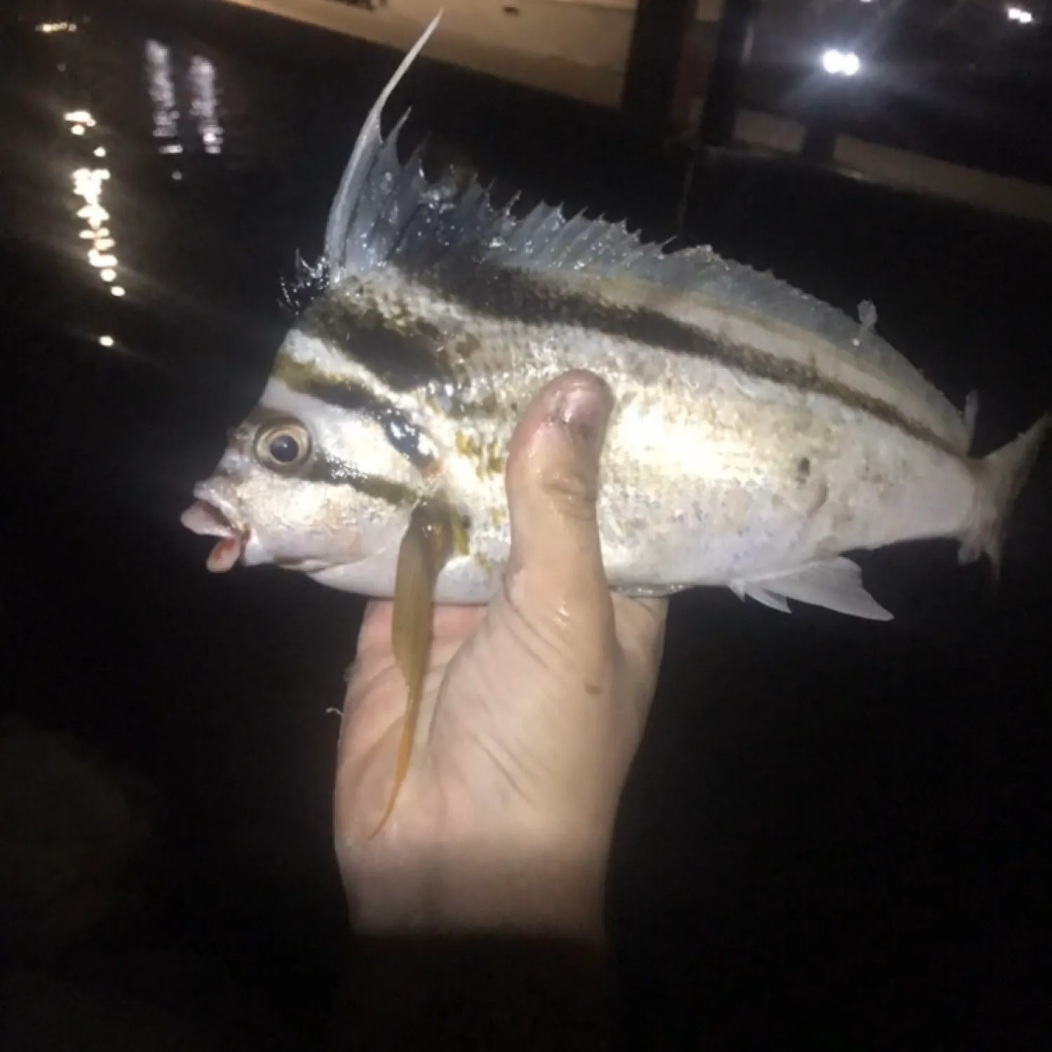 most liked catch image