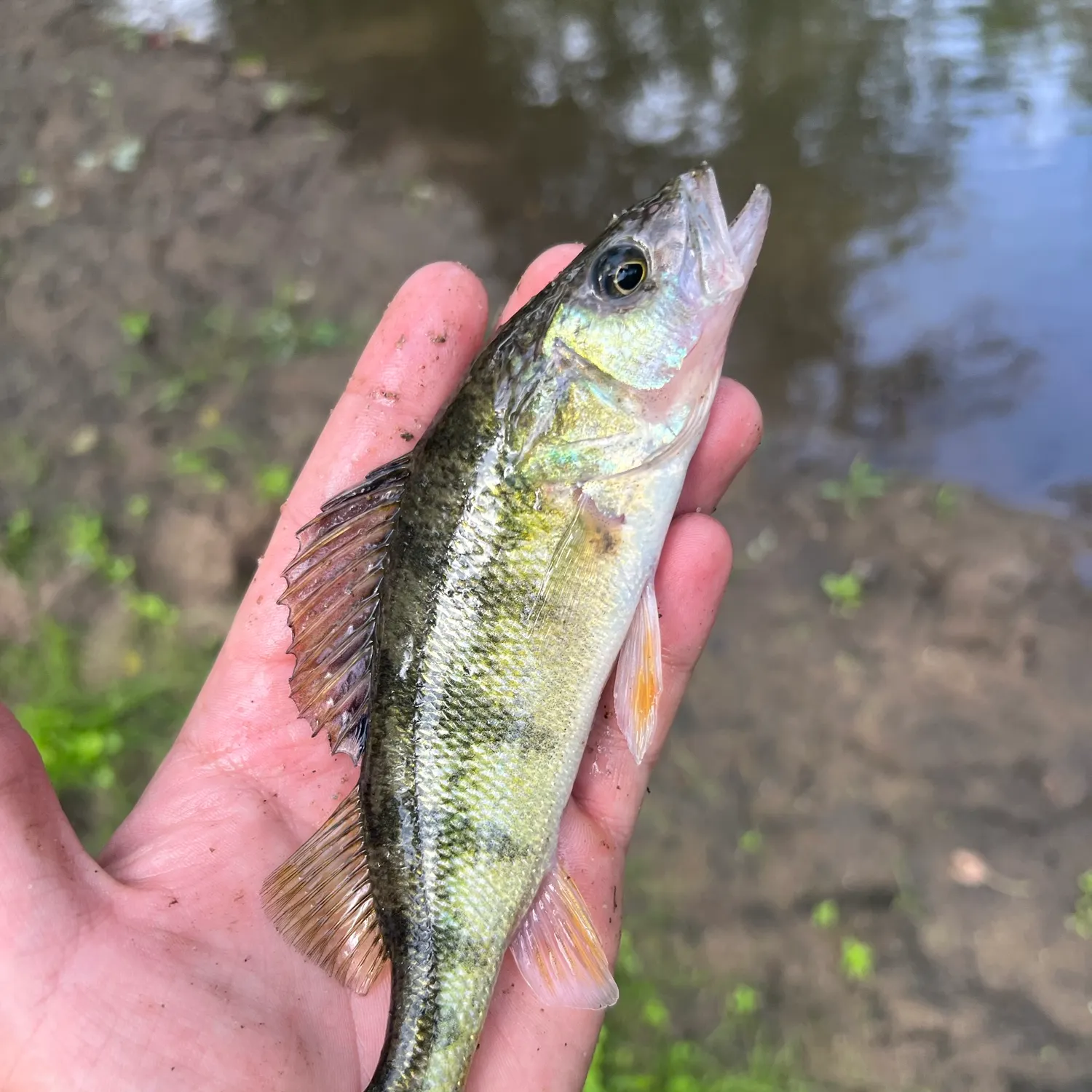 Yellow perch caught on Fishbrain