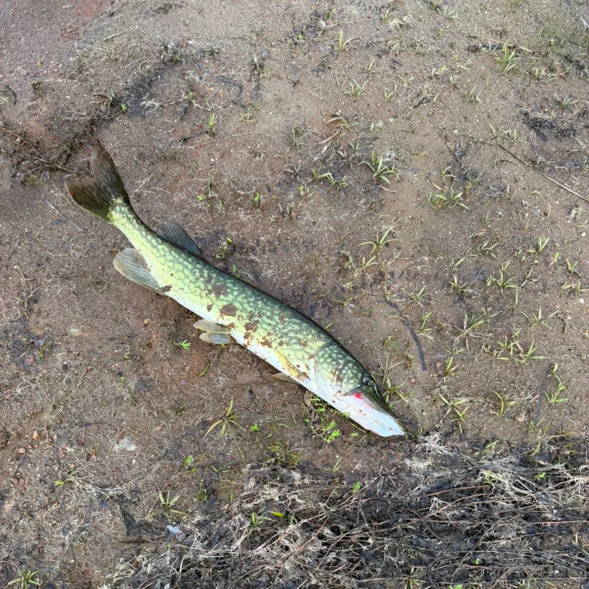 Chain pickerel caught on Fishbrain