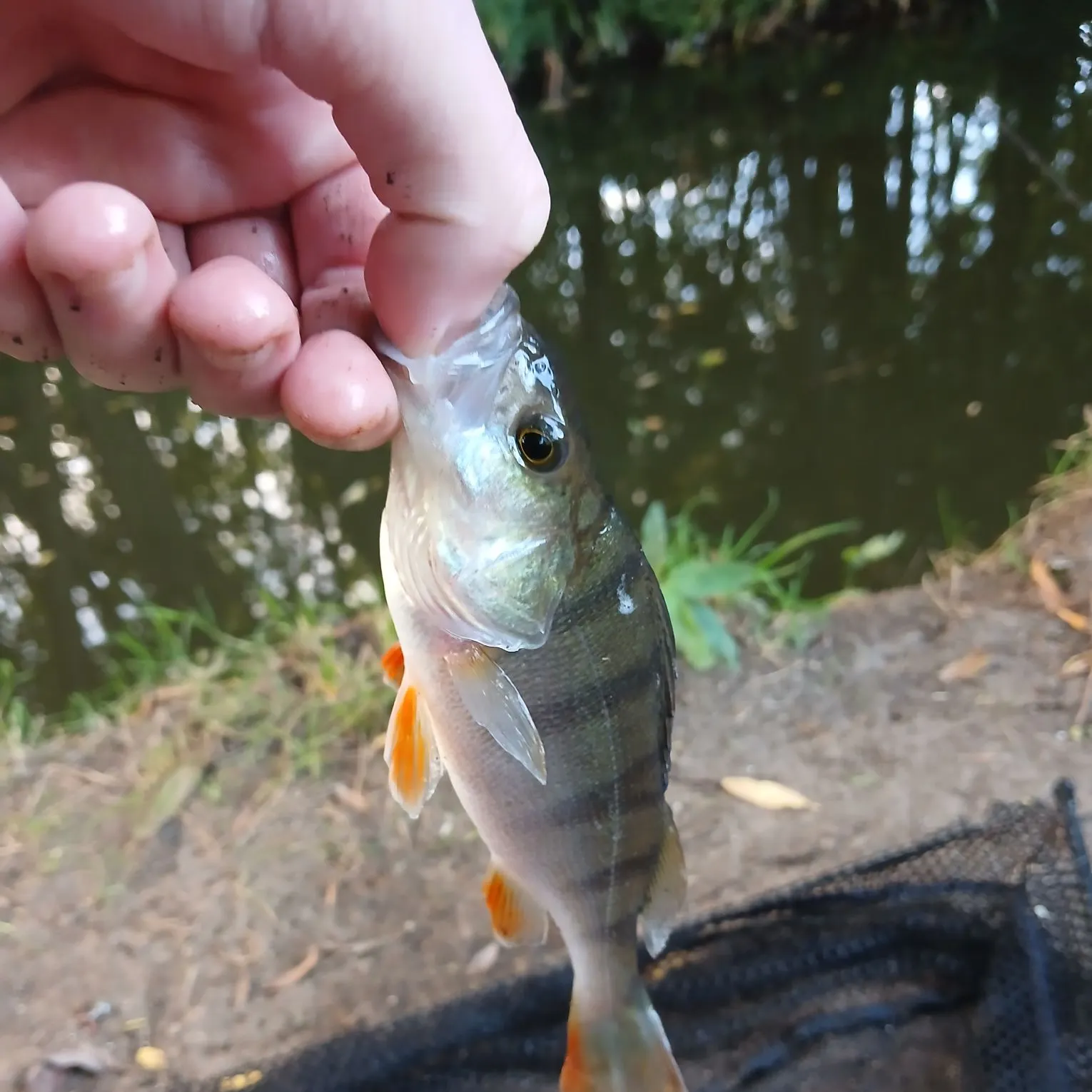 European perch caught on Fishbrain