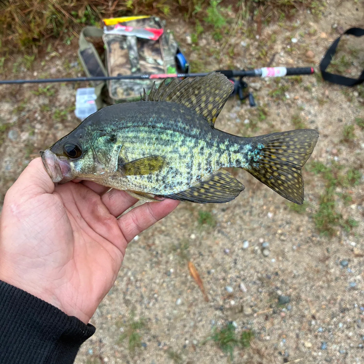 Black crappie caught on Fishbrain