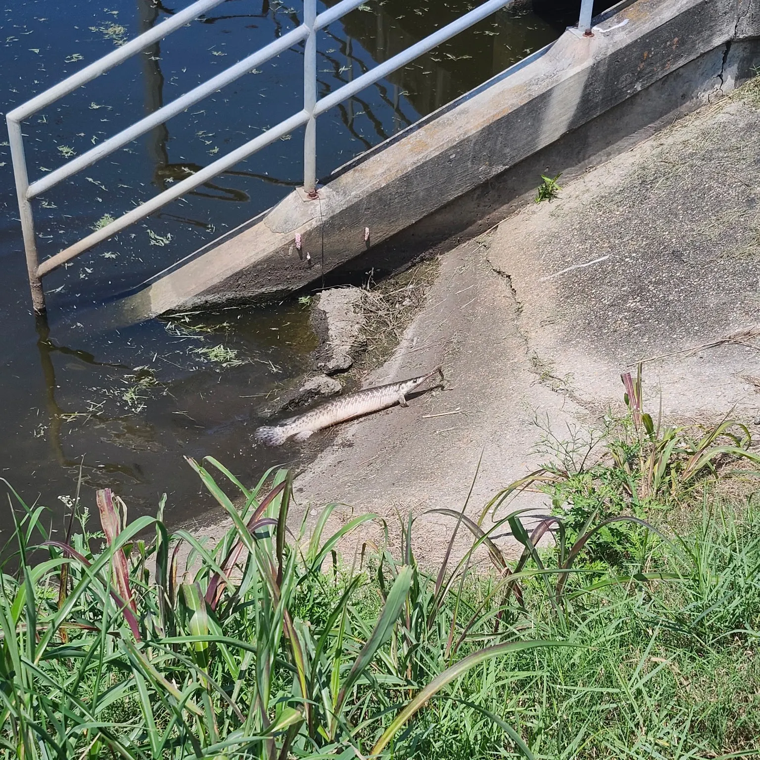 The most recent Alligator gar catches on Fishbrain