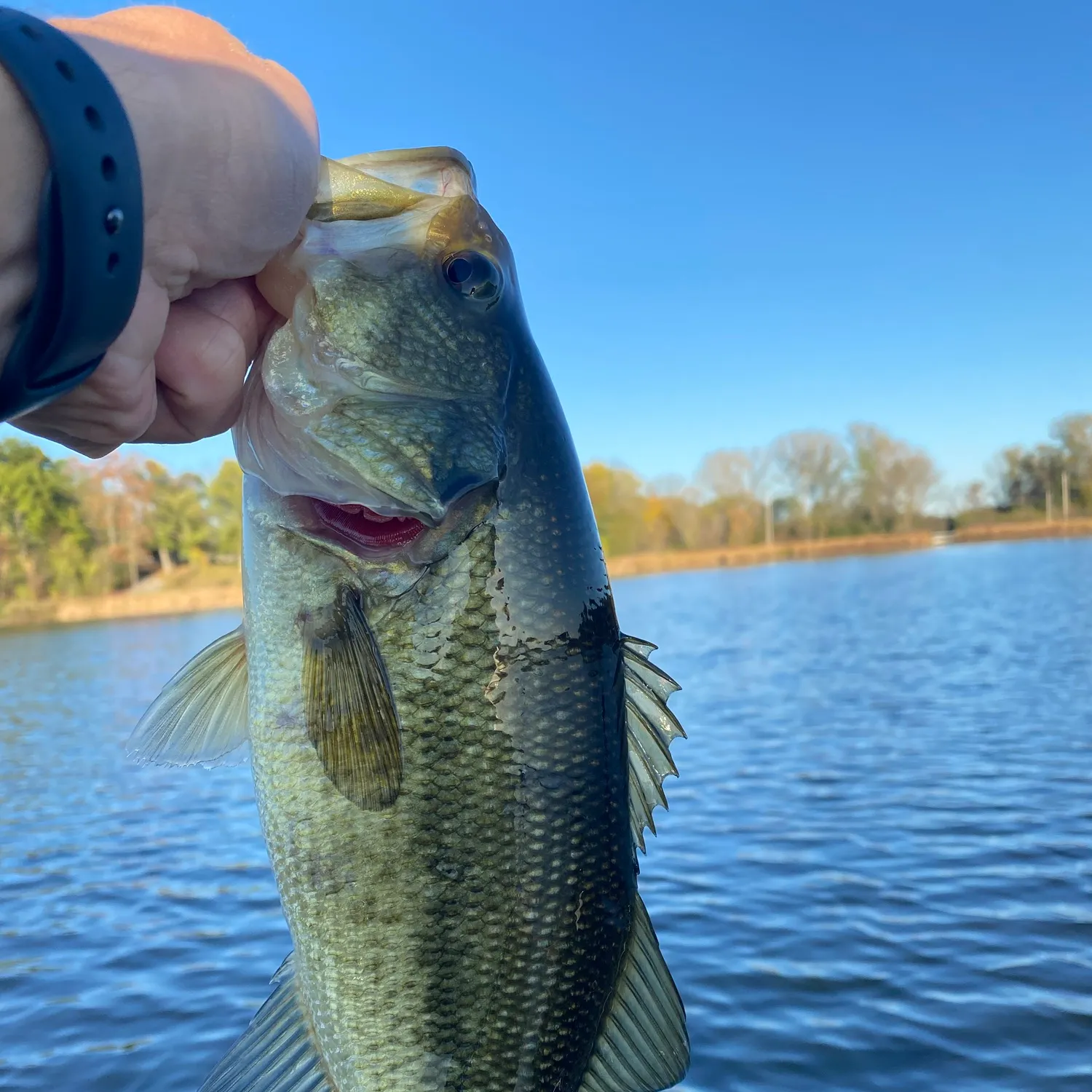 Largemouth bass caught on Fishbrain