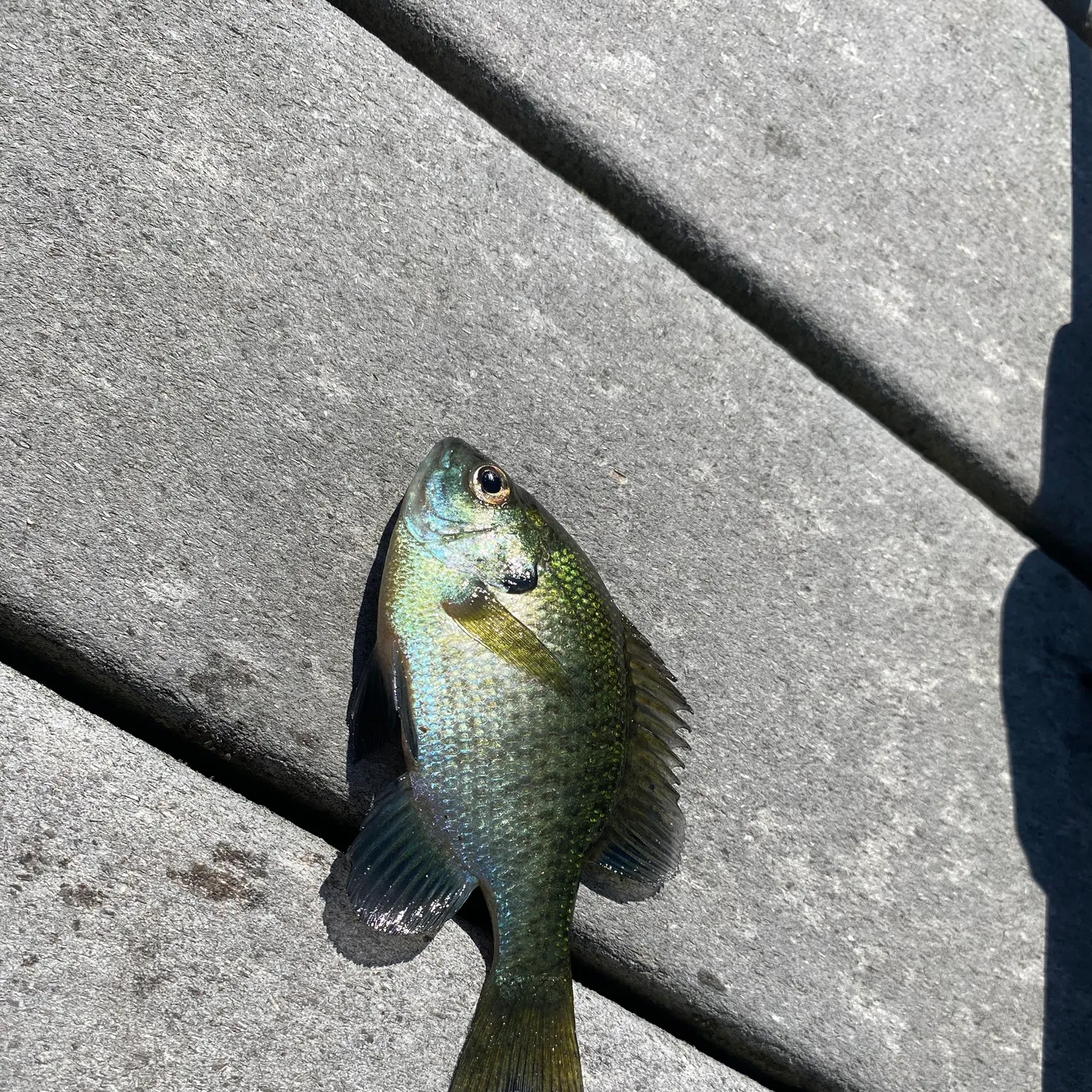 The most recent Bluegill catches on Fishbrain