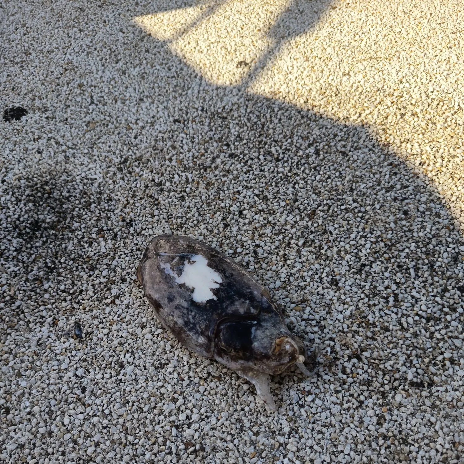 The most recent Common cuttlefish catches on Fishbrain