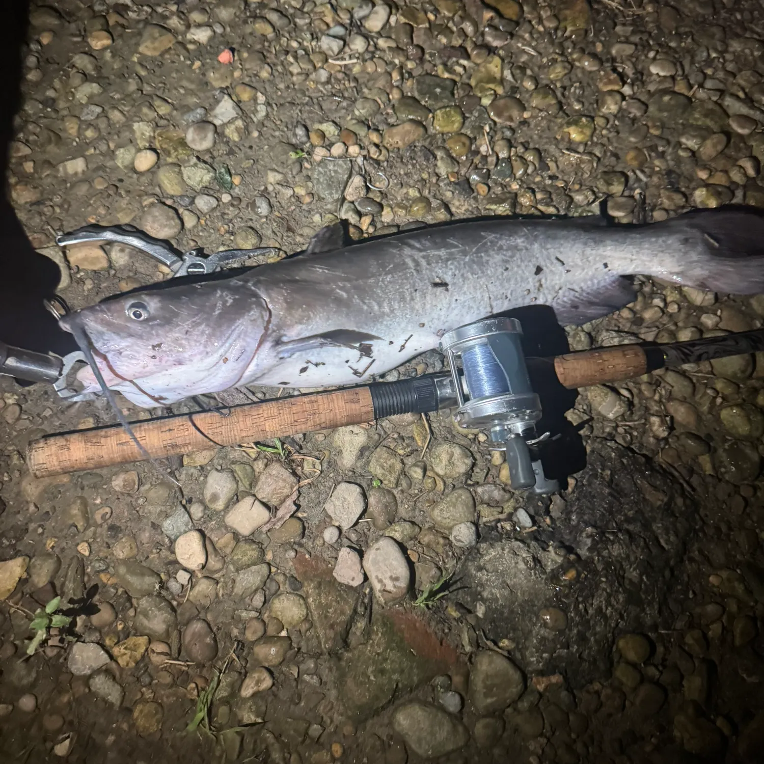 Channel catfish caught on Fishbrain