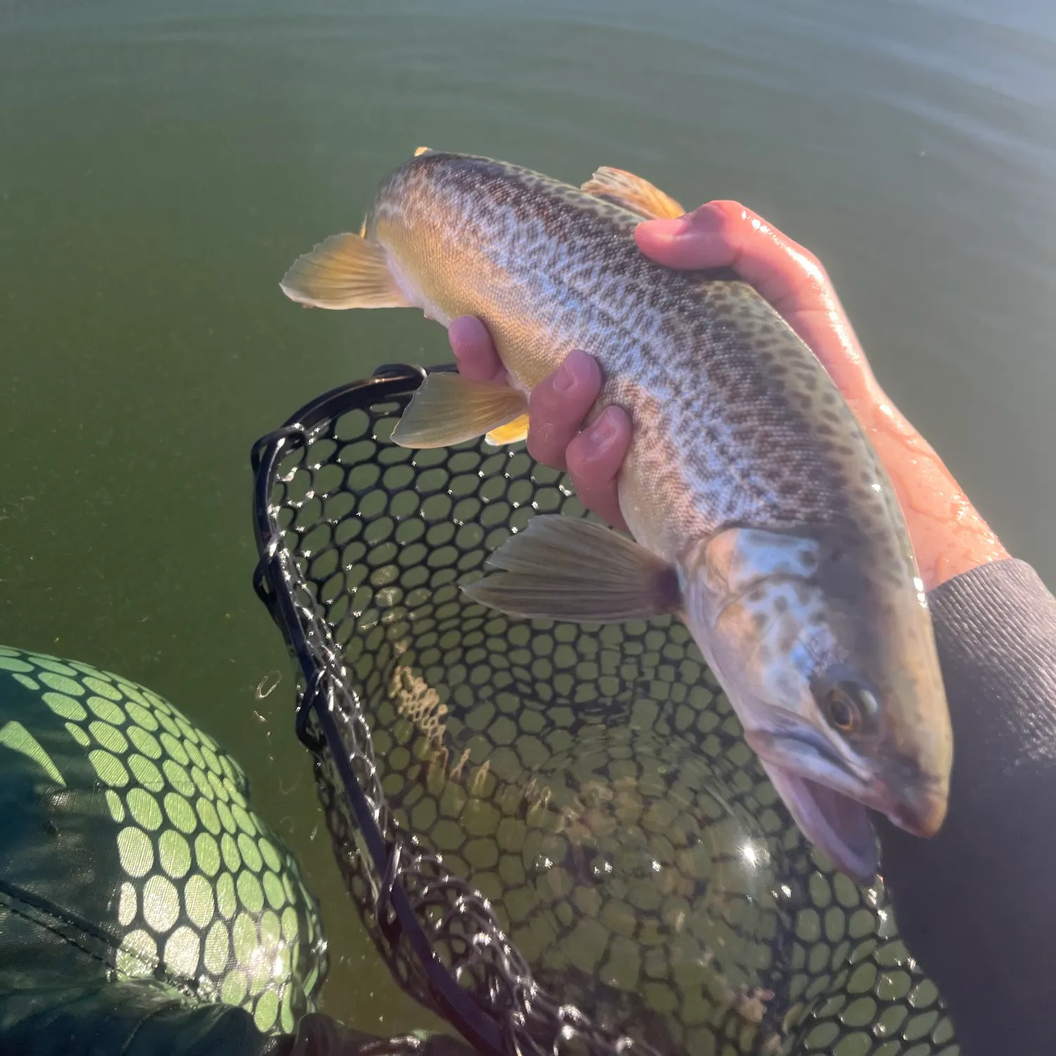 Tiger trout caught on Fishbrain