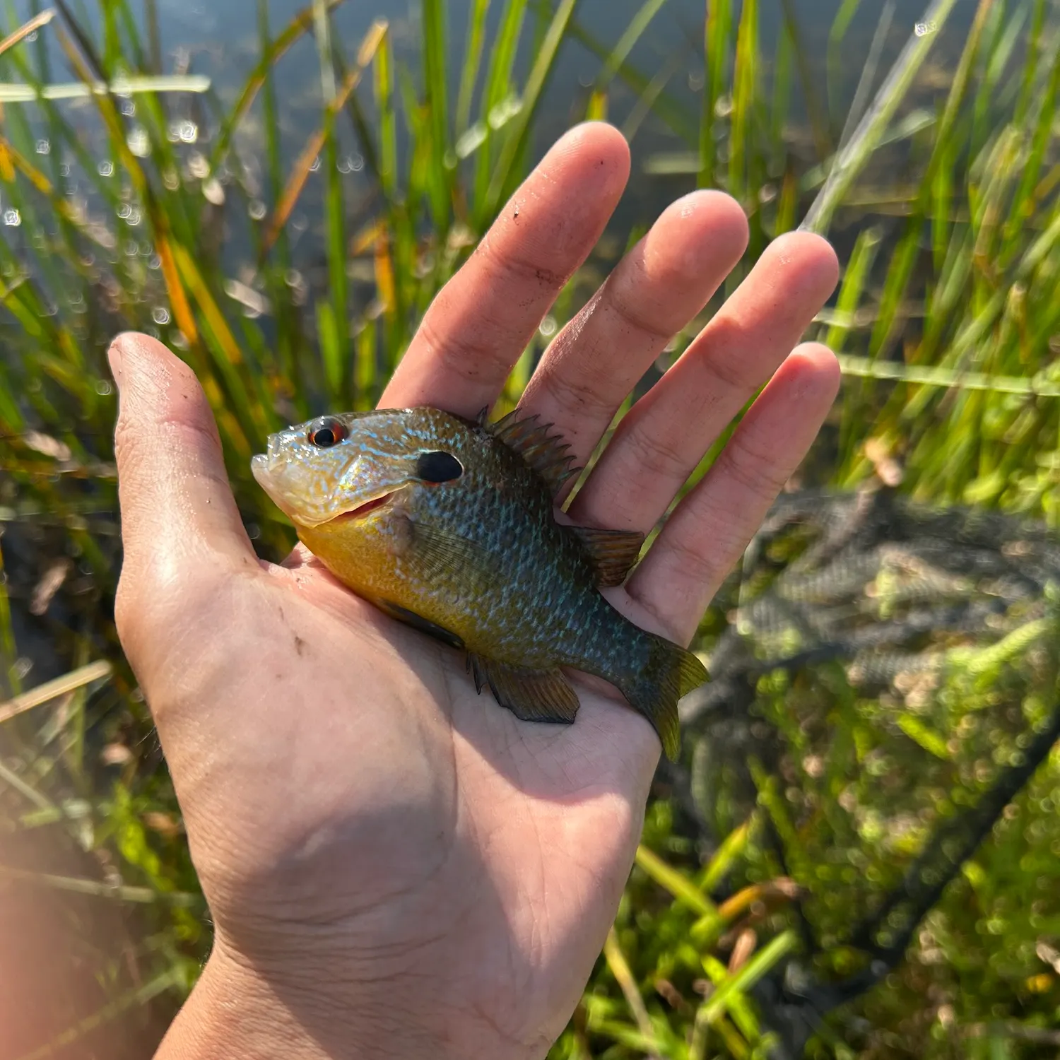 Greengill hybrid caught on Fishbrain
