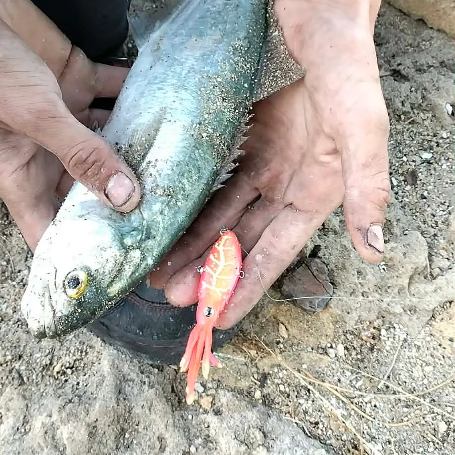 The most recent Bluefish catches on Fishbrain