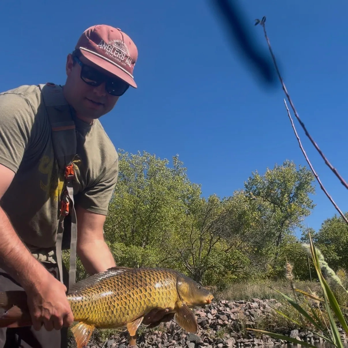 Common carp caught on Fishbrain