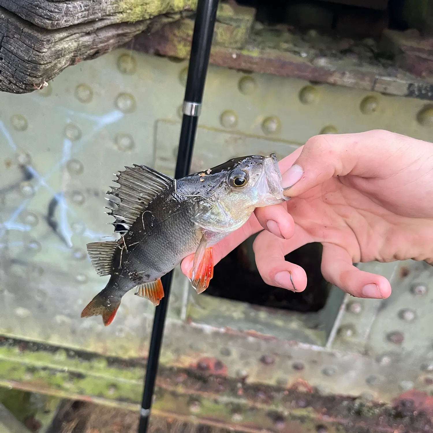 European perch caught on Fishbrain
