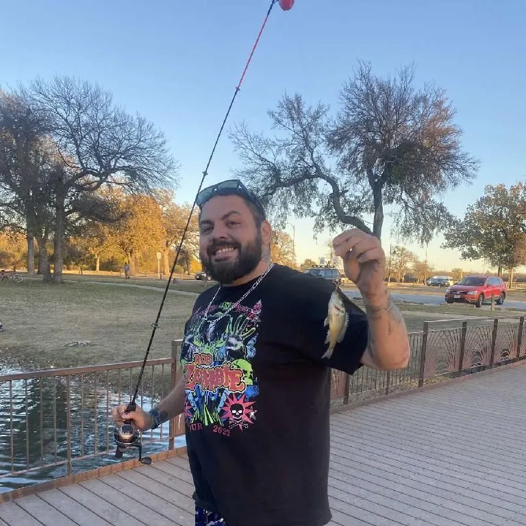 The most recent Shiner perch catches on Fishbrain