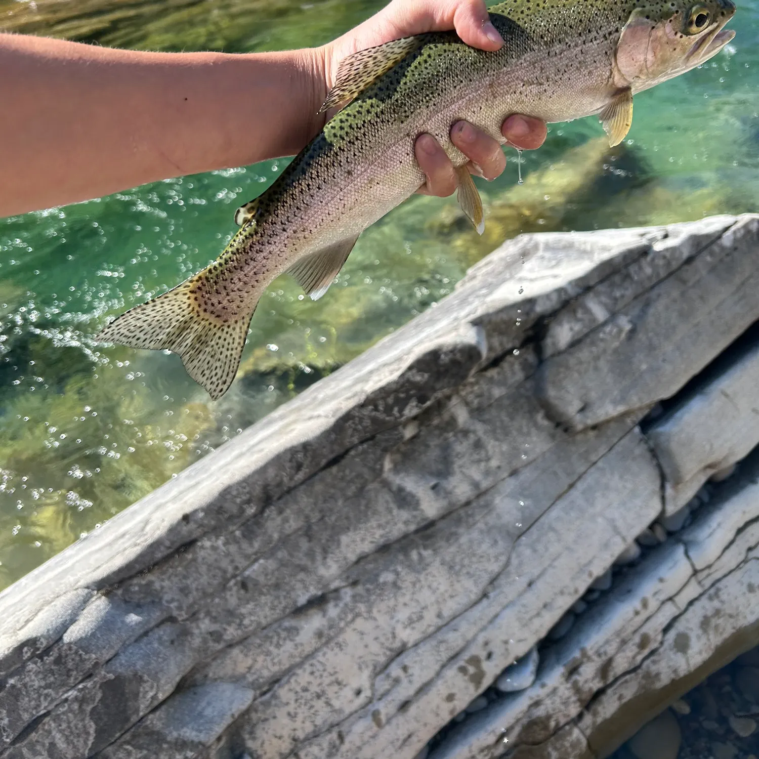 Rainbow trout caught on Fishbrain