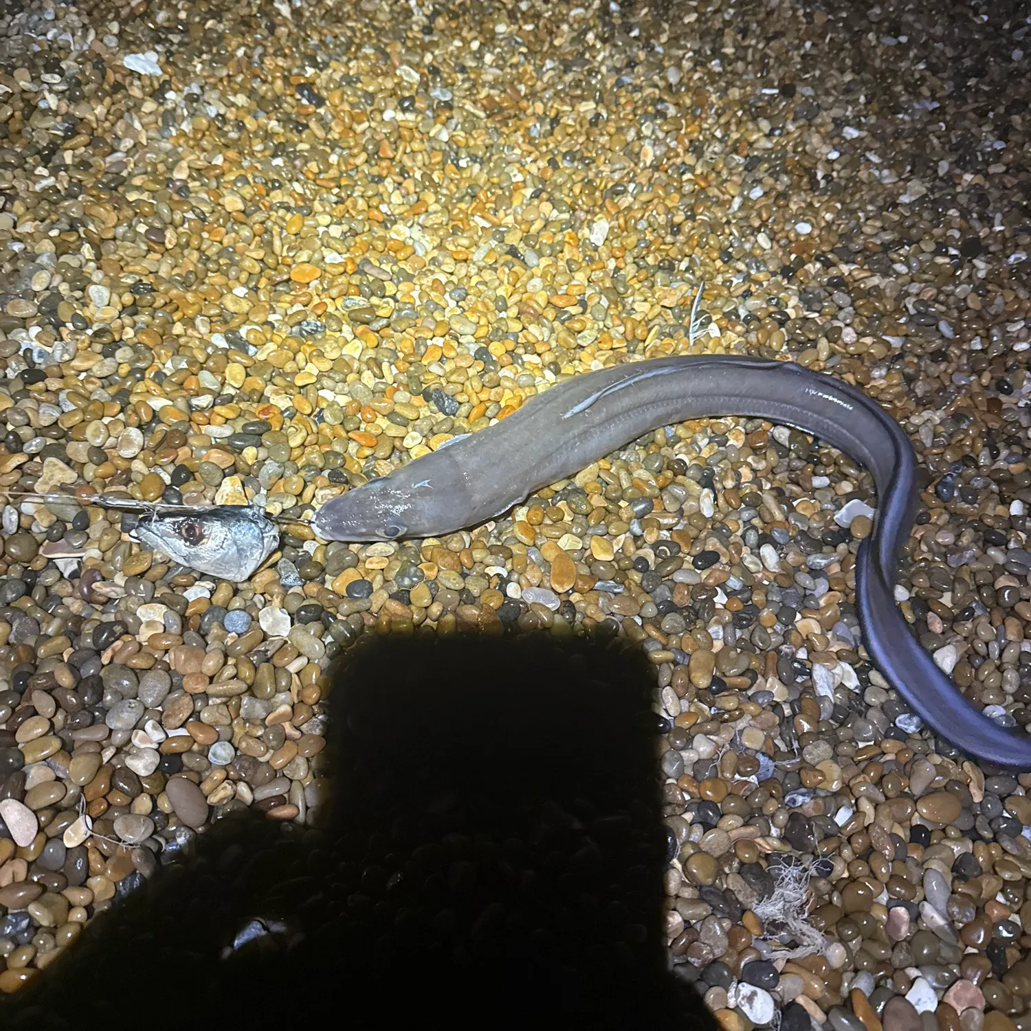 European eel caught on Fishbrain