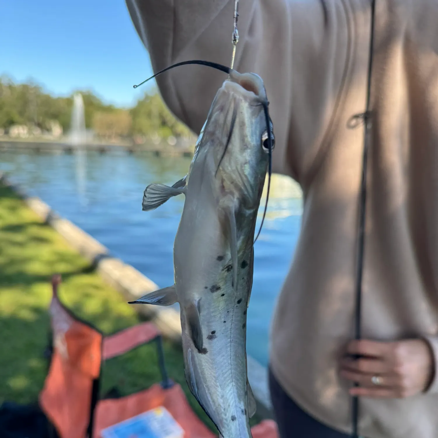 Channel catfish caught on Fishbrain