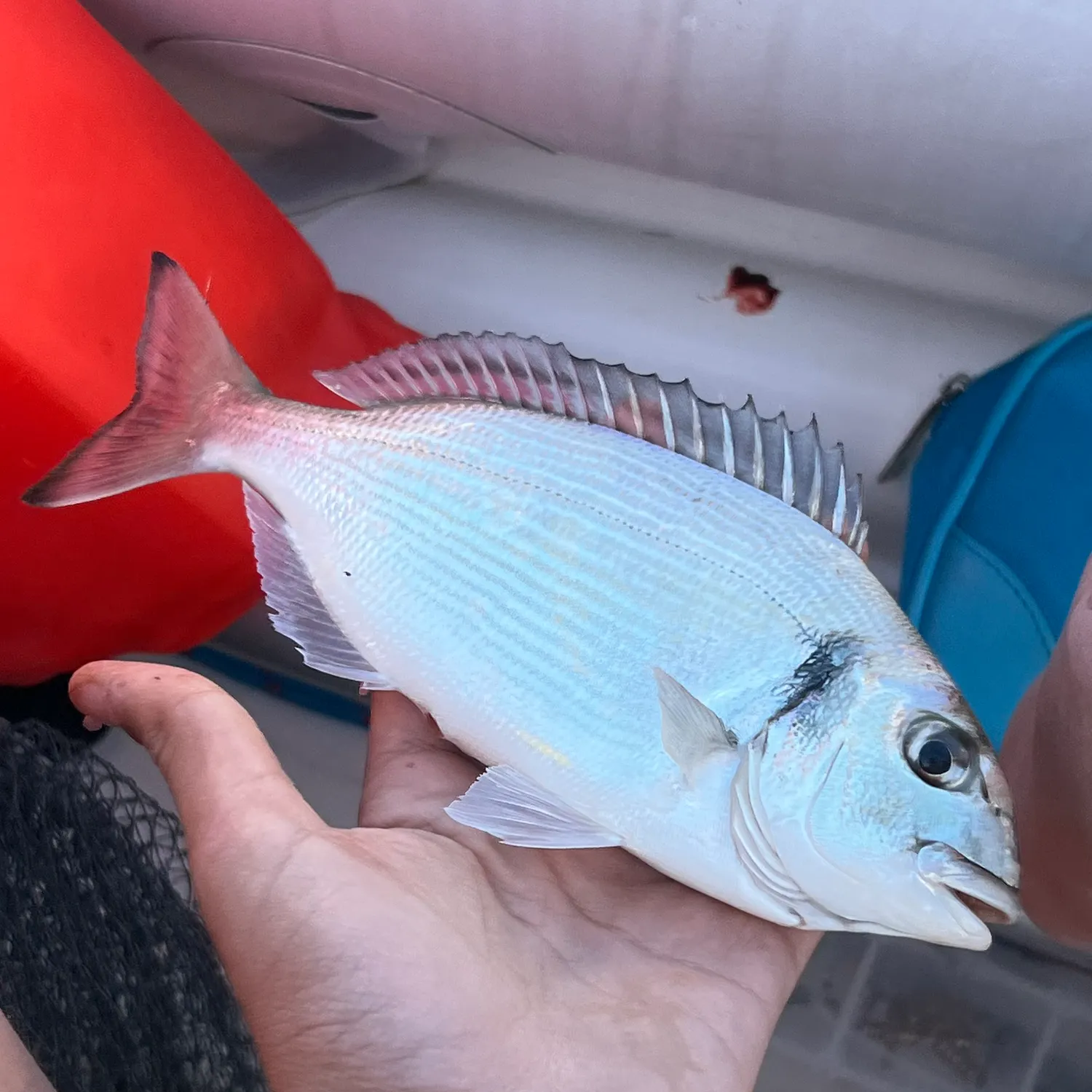 The most recent White seabream catches on Fishbrain