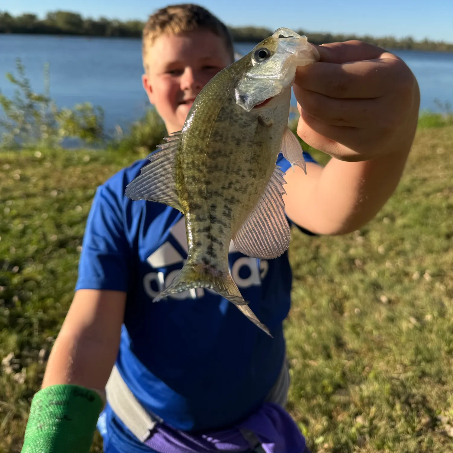 White crappie caught on Fishbrain