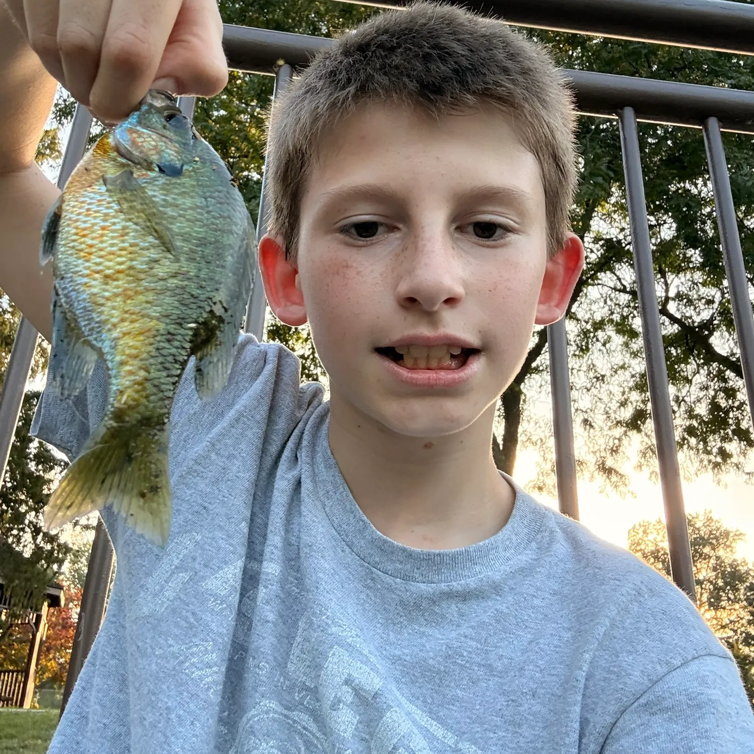 Bluegill caught on Fishbrain