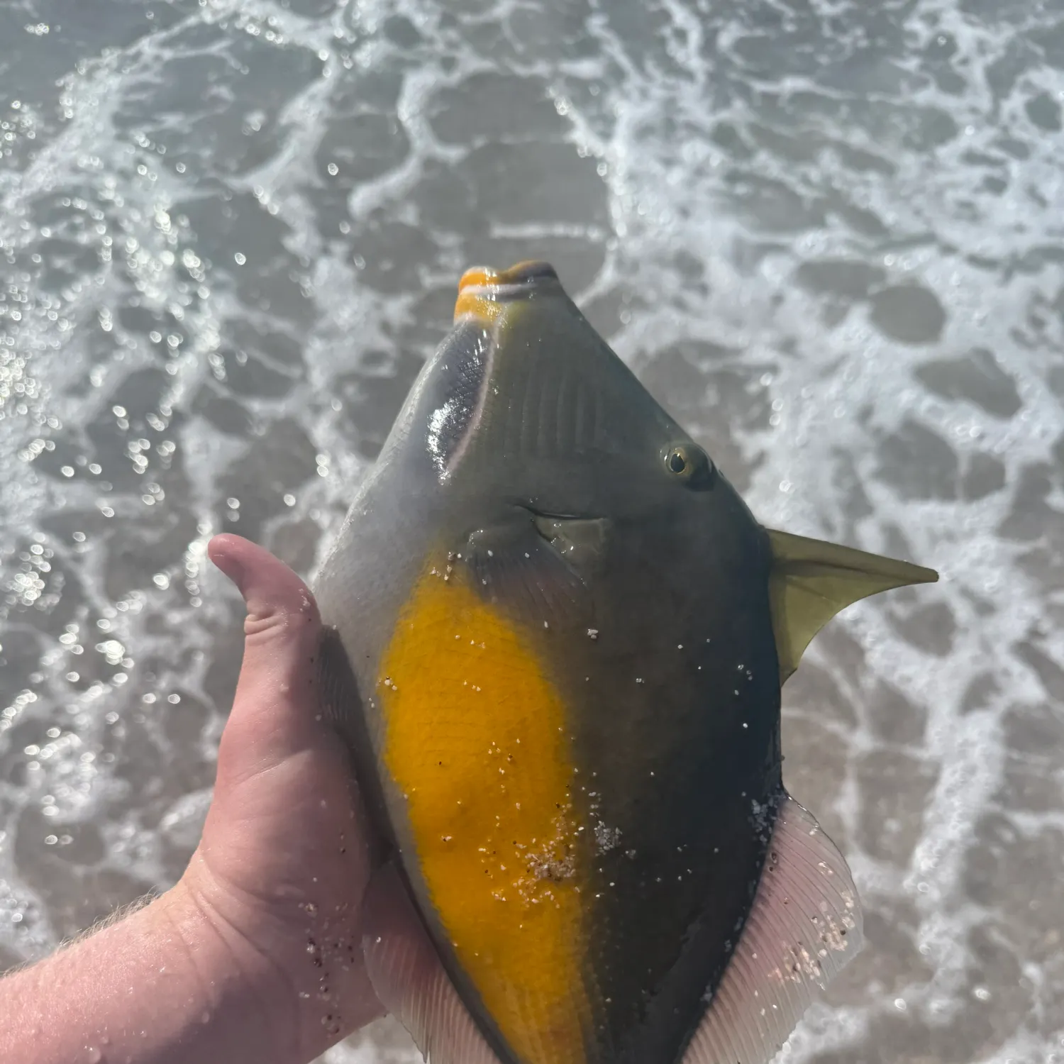 The most recent Orangeside triggerfish catches on Fishbrain