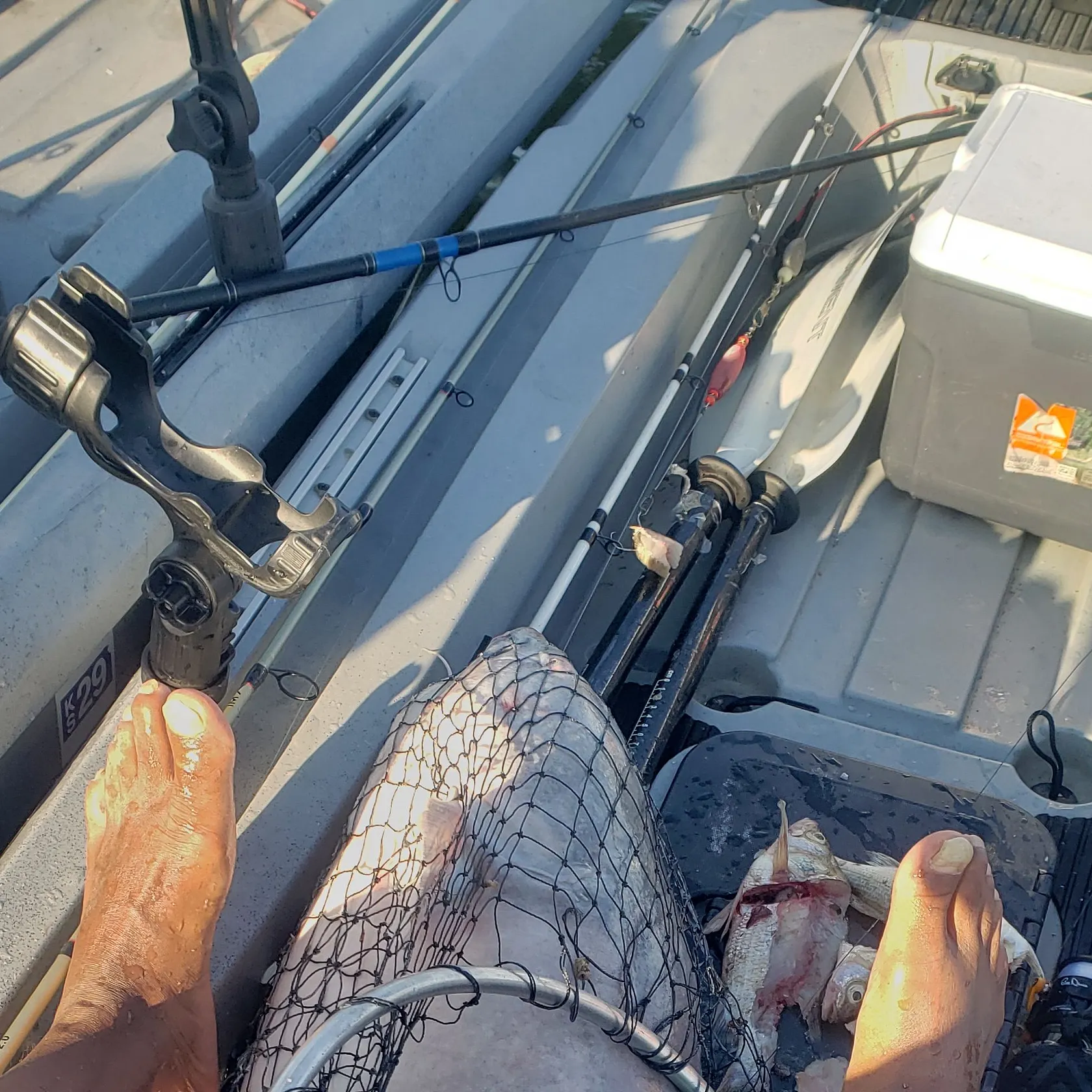 Blue catfish caught on Fishbrain
