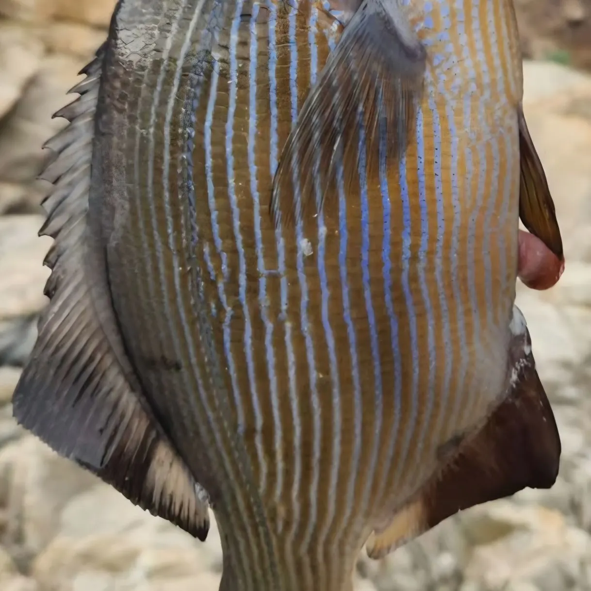 The most recent Striped seaperch catches on Fishbrain