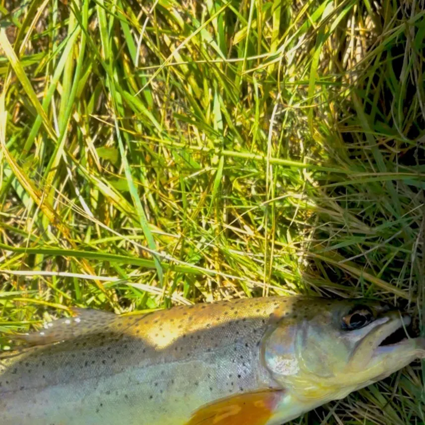 Cutthroat trout caught on Fishbrain