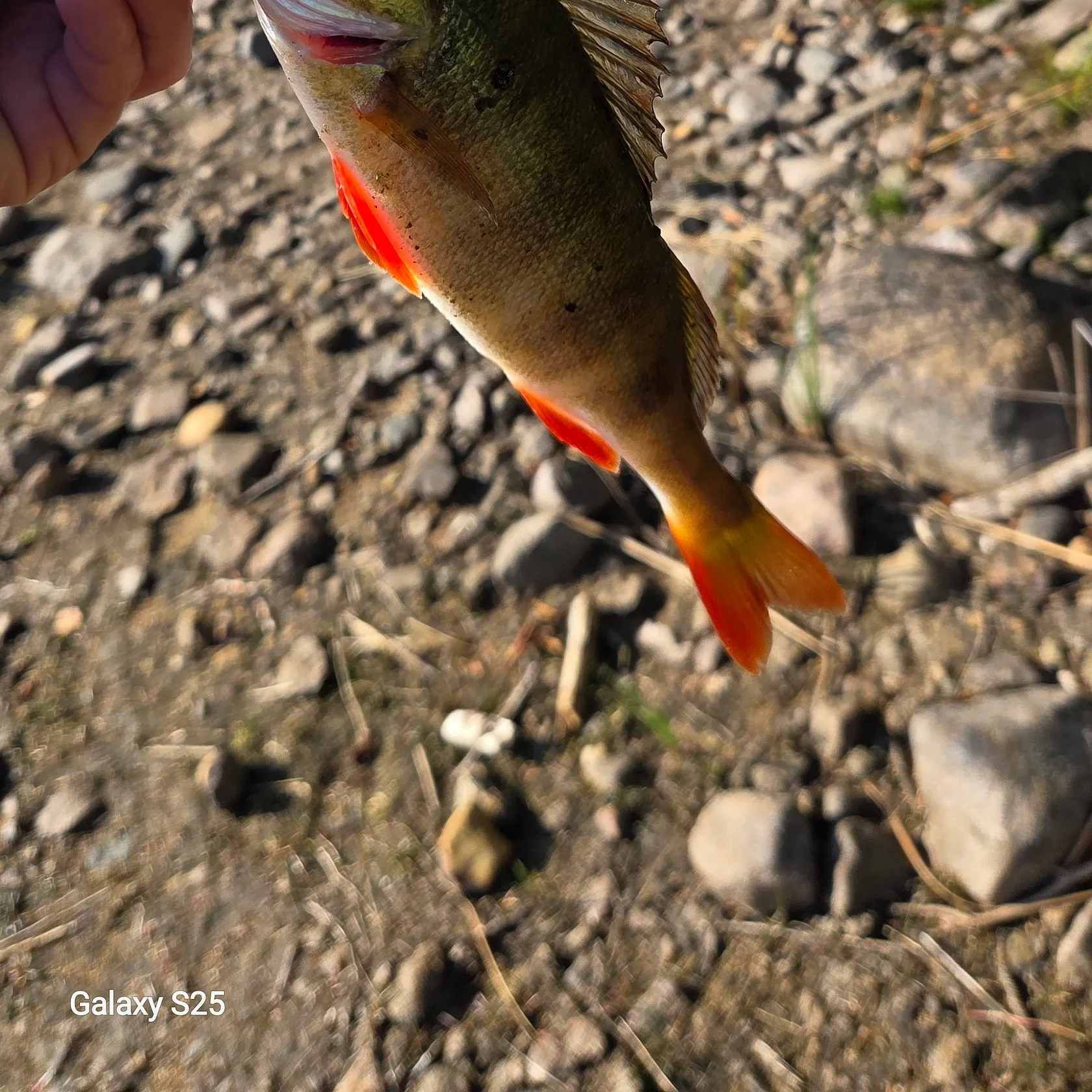 Fish caught on Fishbrain