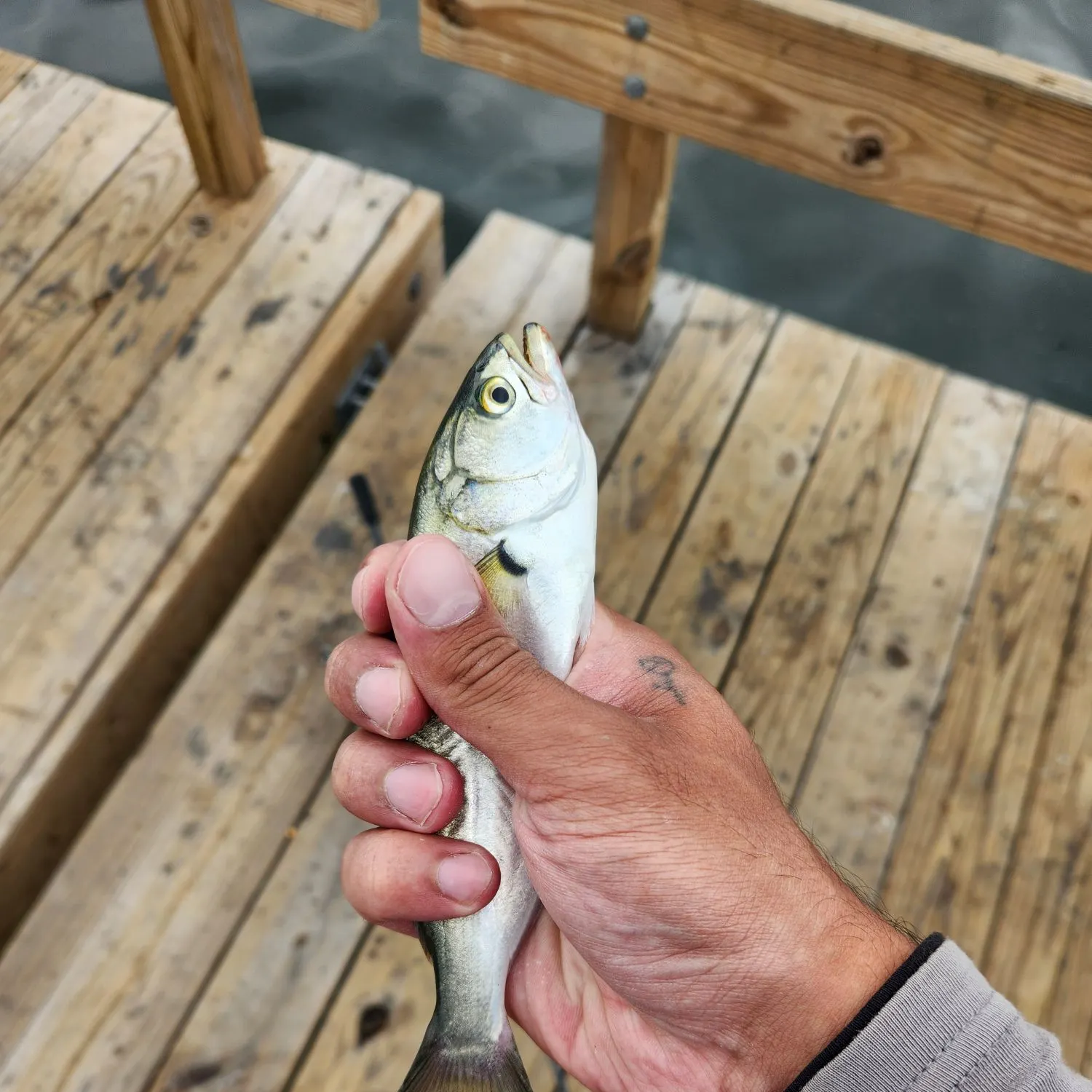 Bluefish caught on Fishbrain