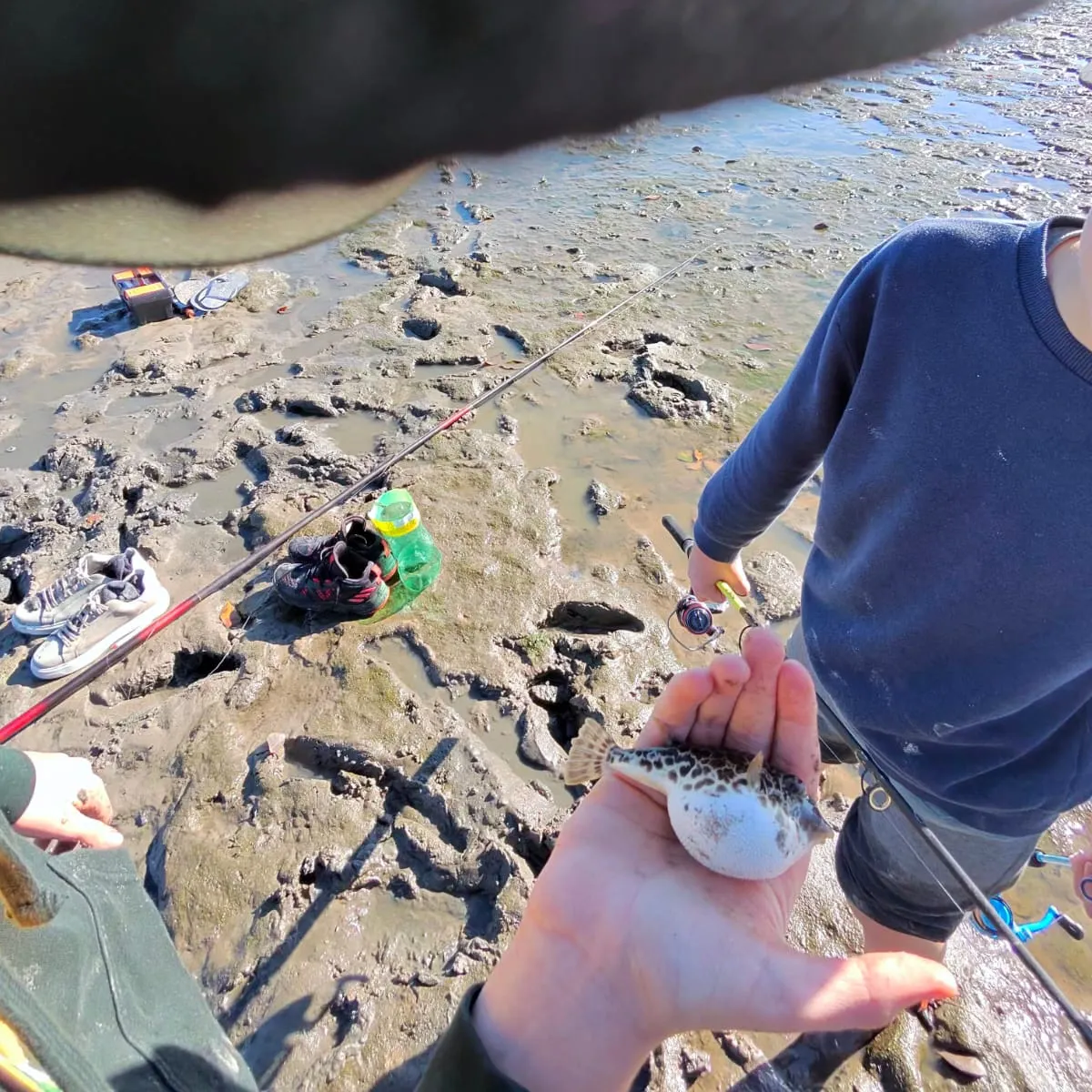 The most recent Oceanic puffer catches on Fishbrain