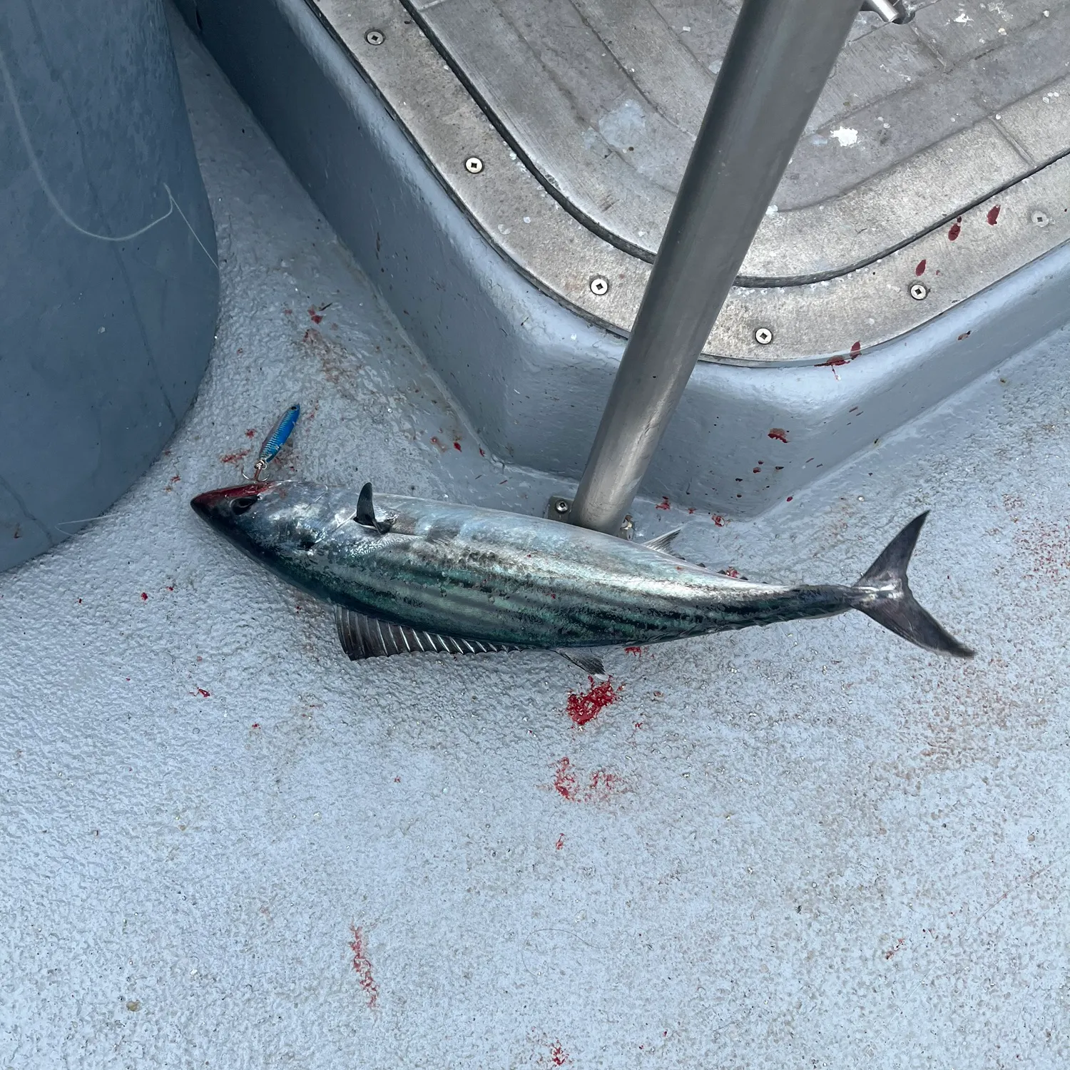 The most recent Pacific bonito catches on Fishbrain